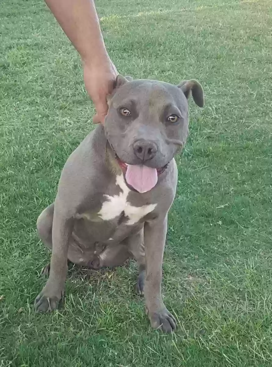 adoptable Dog in El Paso,TX named Grisa