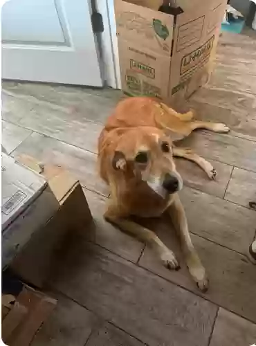 adoptable Dog in Deland,FL named Franklin
