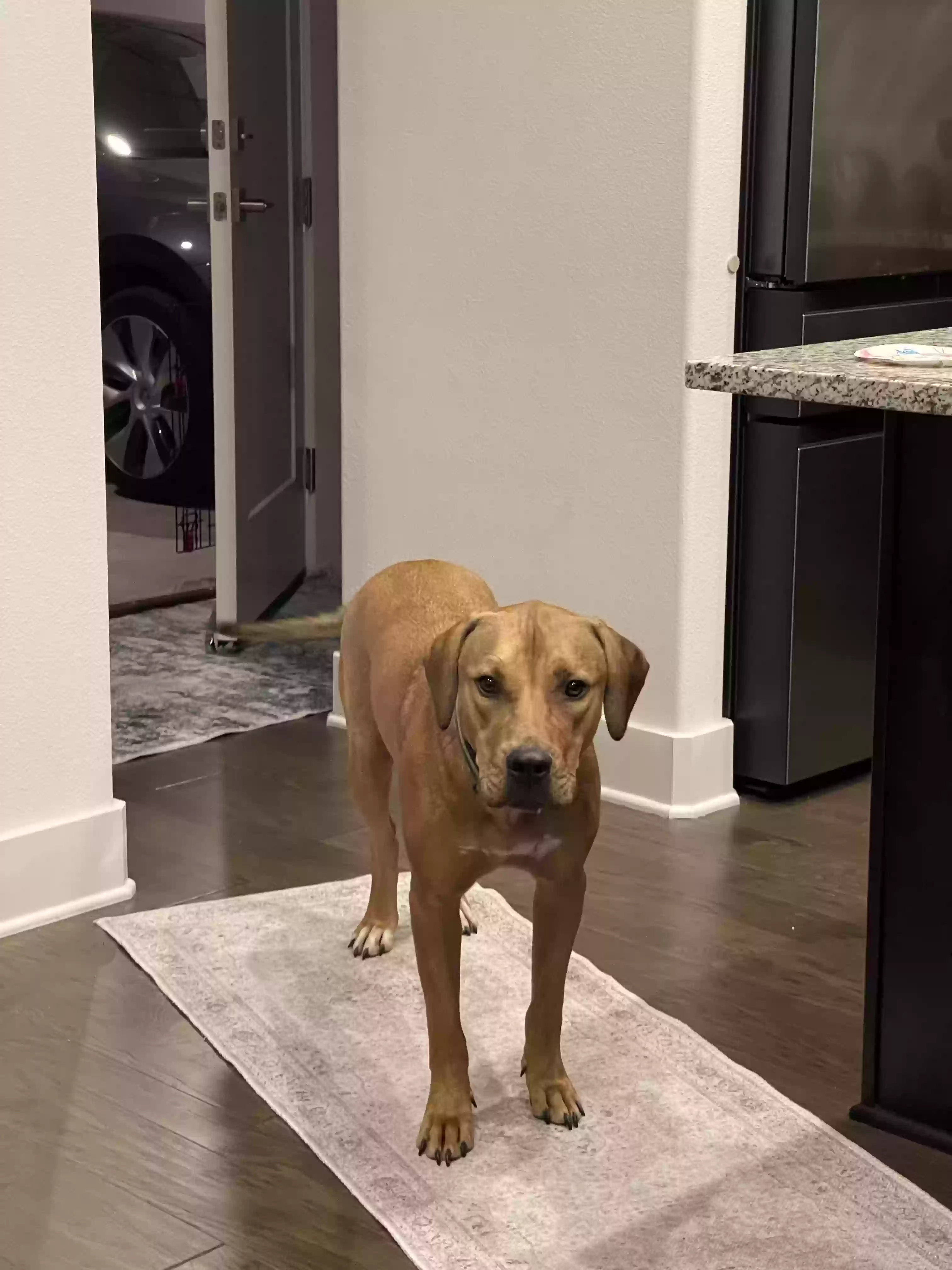 adoptable Dog in Round Rock,TX named Bruno (2yrs)