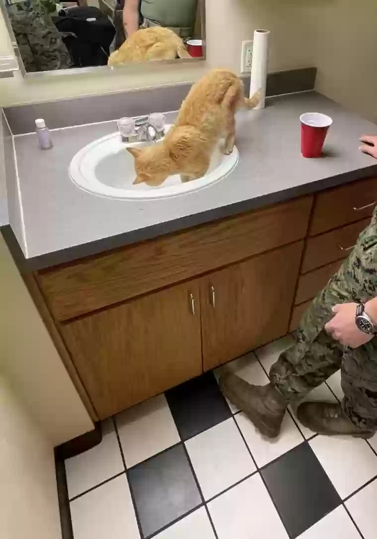 adoptable Cat in Goodfellow Afb,TX named No name yet