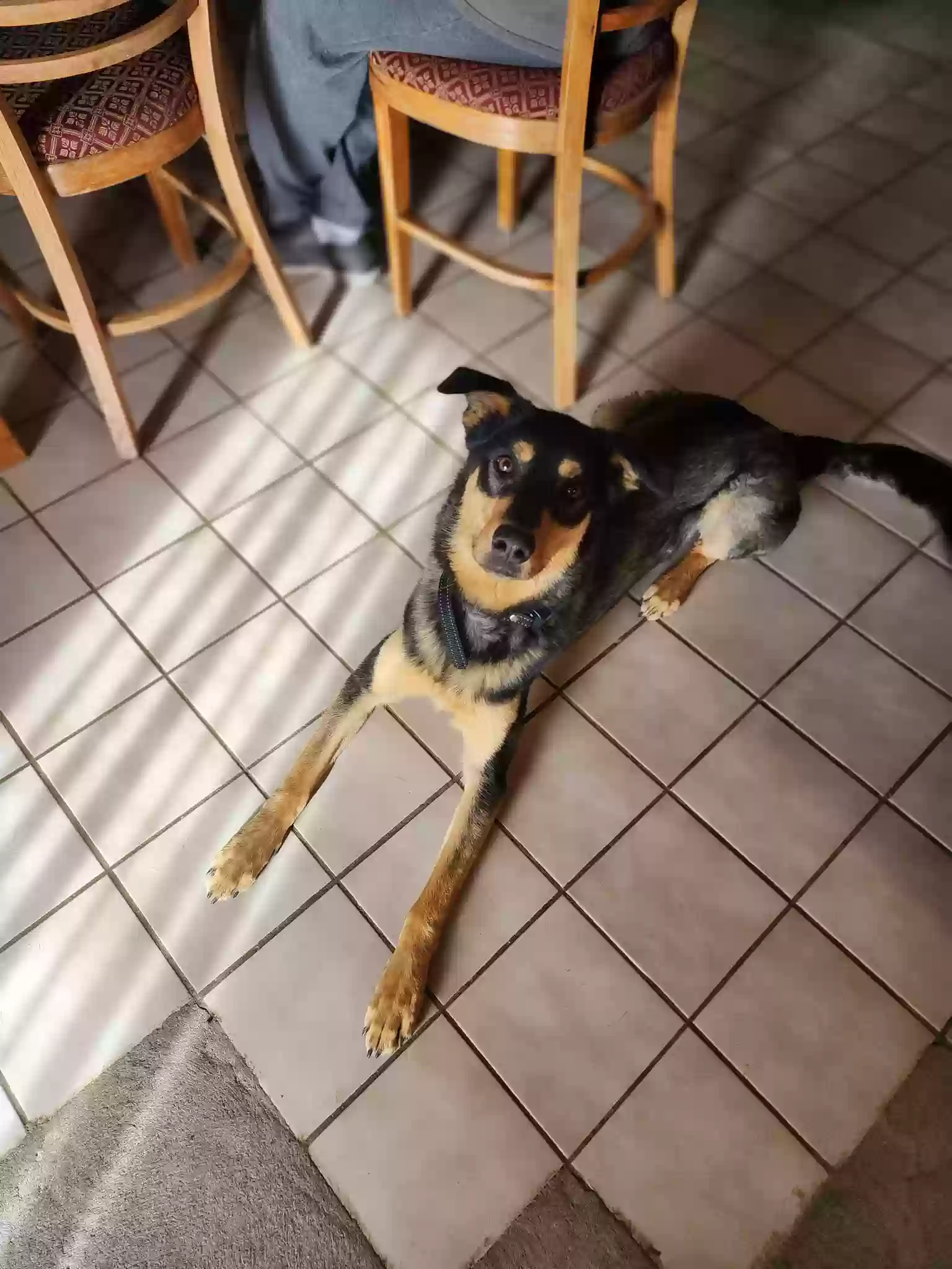 adoptable Dog in Gilbert,AZ named Strawberry