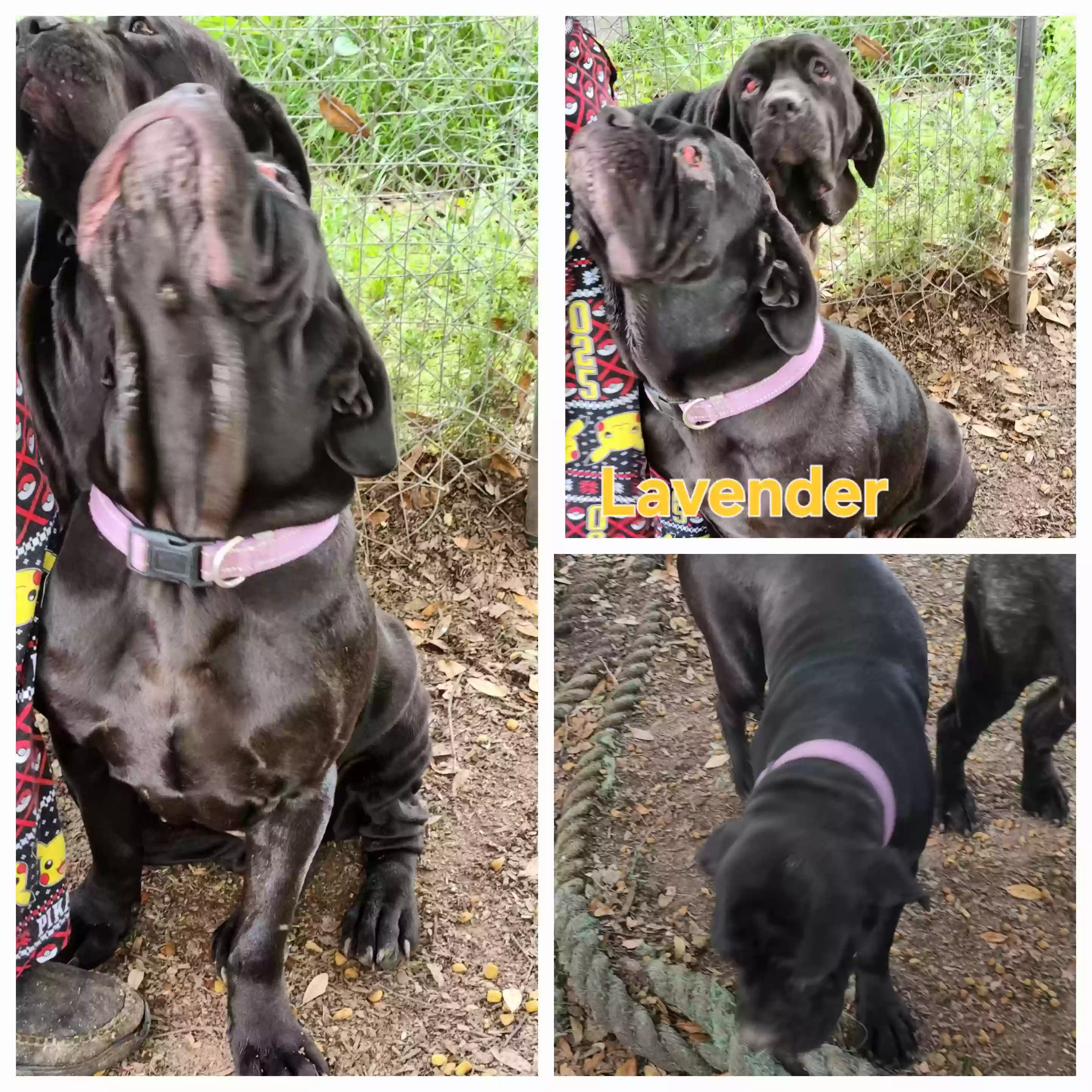 adoptable Dog in Killeen,TX named Lavender