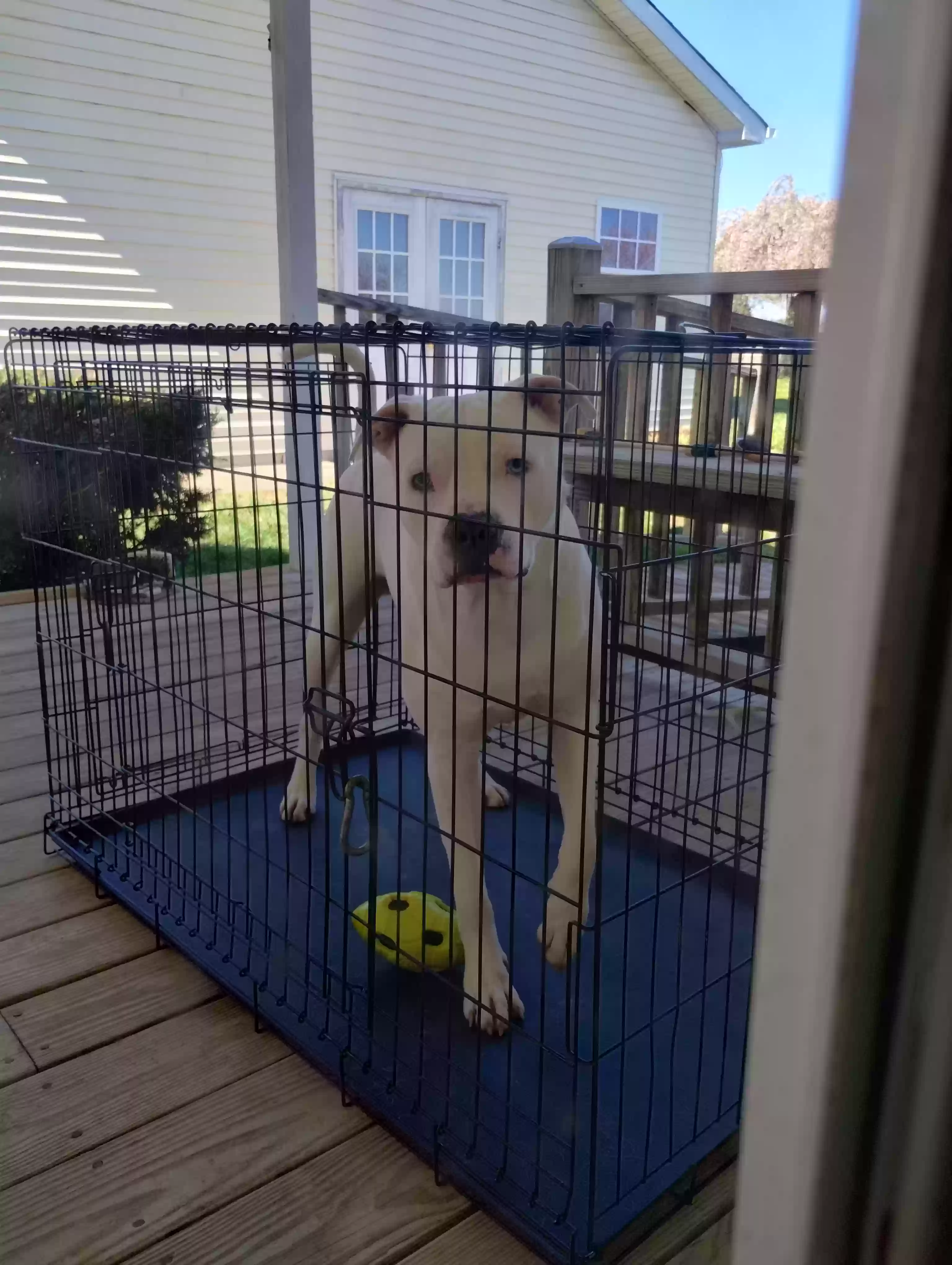 adoptable Dog in Culpeper,VA named Mose (Moses)