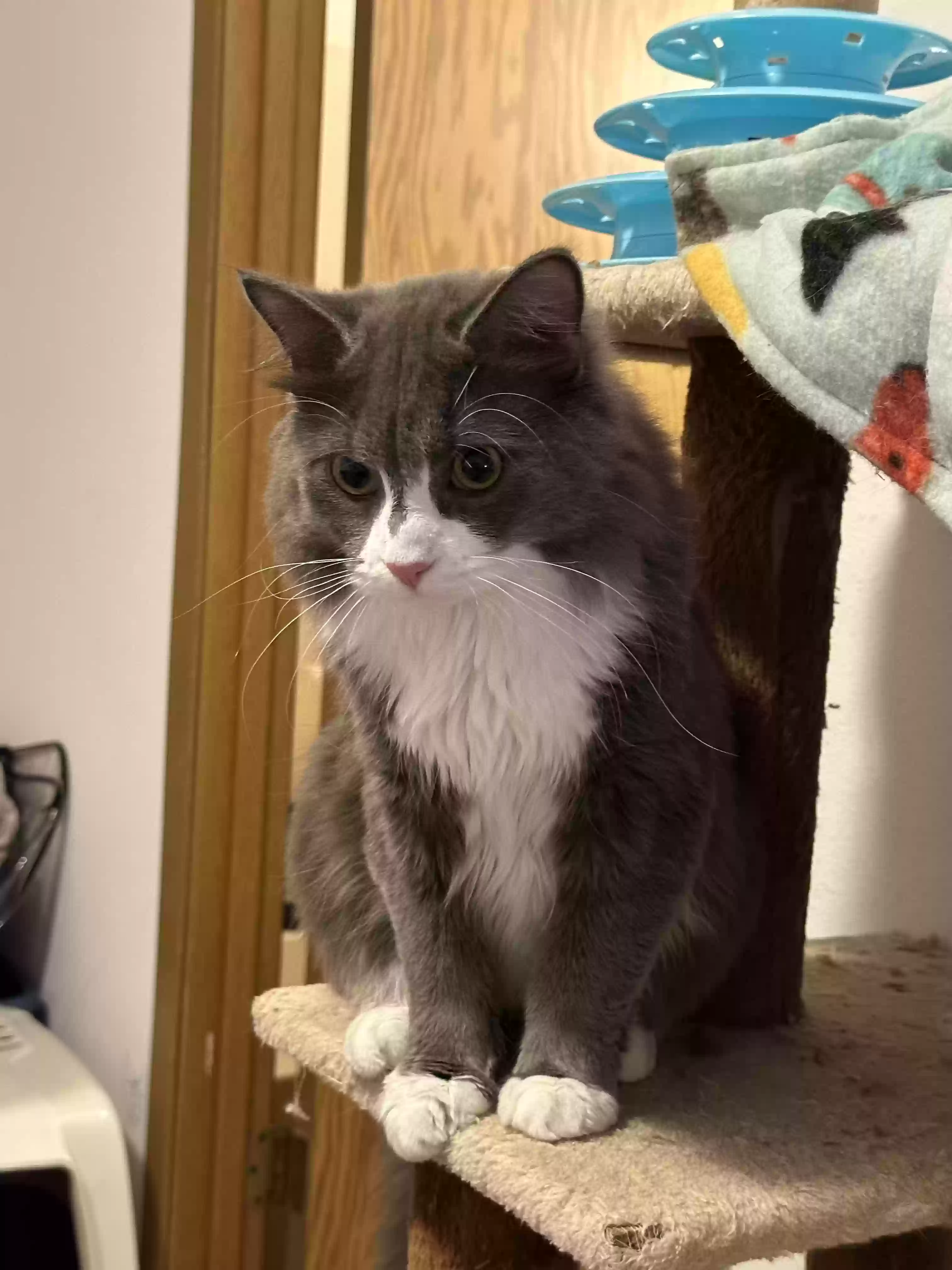 adoptable Cat in Marion,IA named Winston