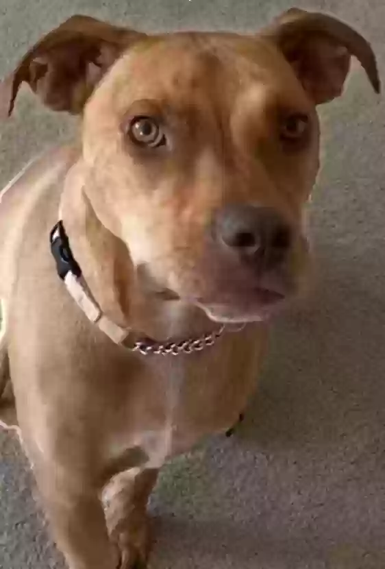 adoptable Dog in Alpharetta,GA named Toby