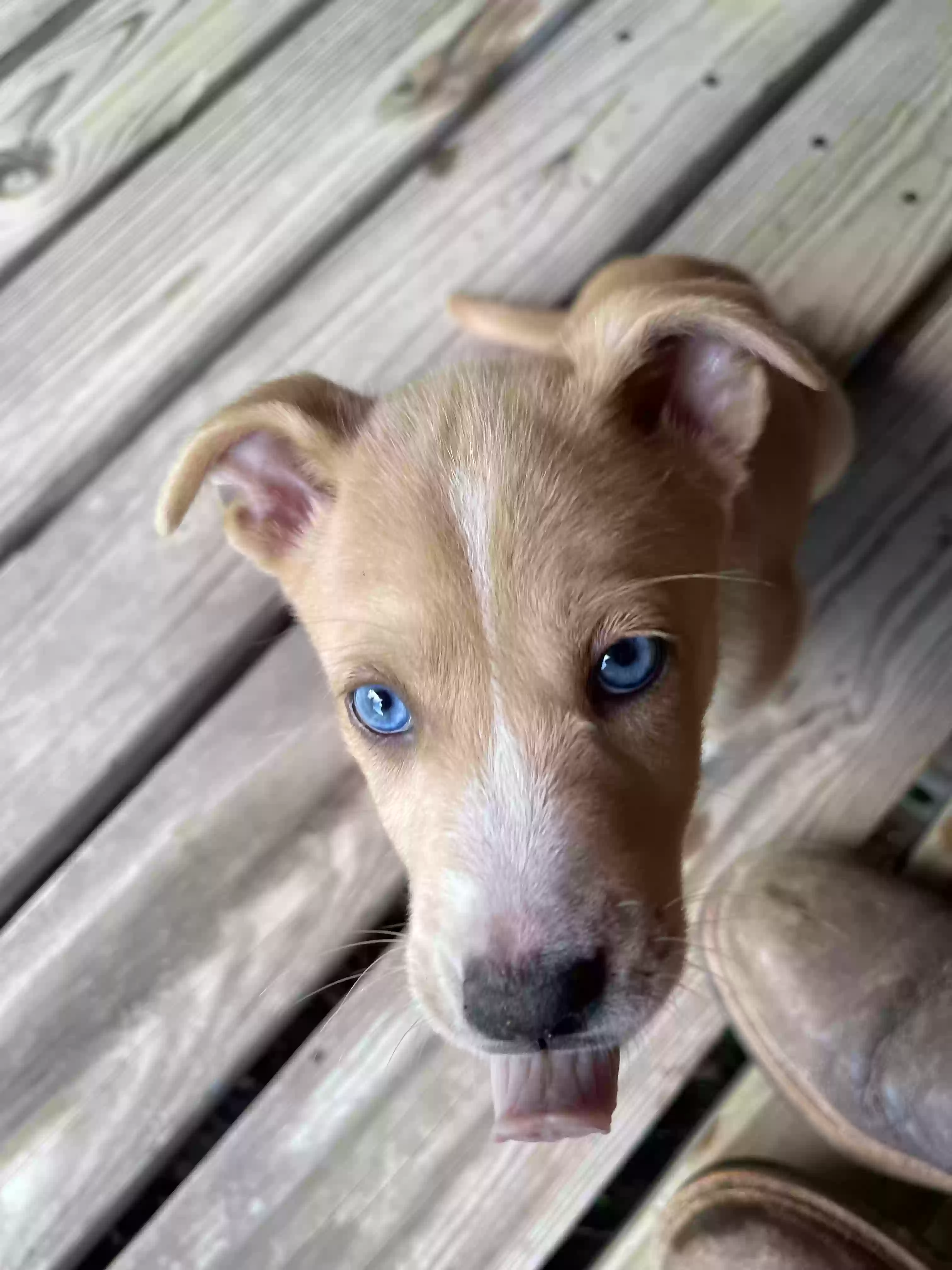 adoptable Dog in Elmer,LA named 