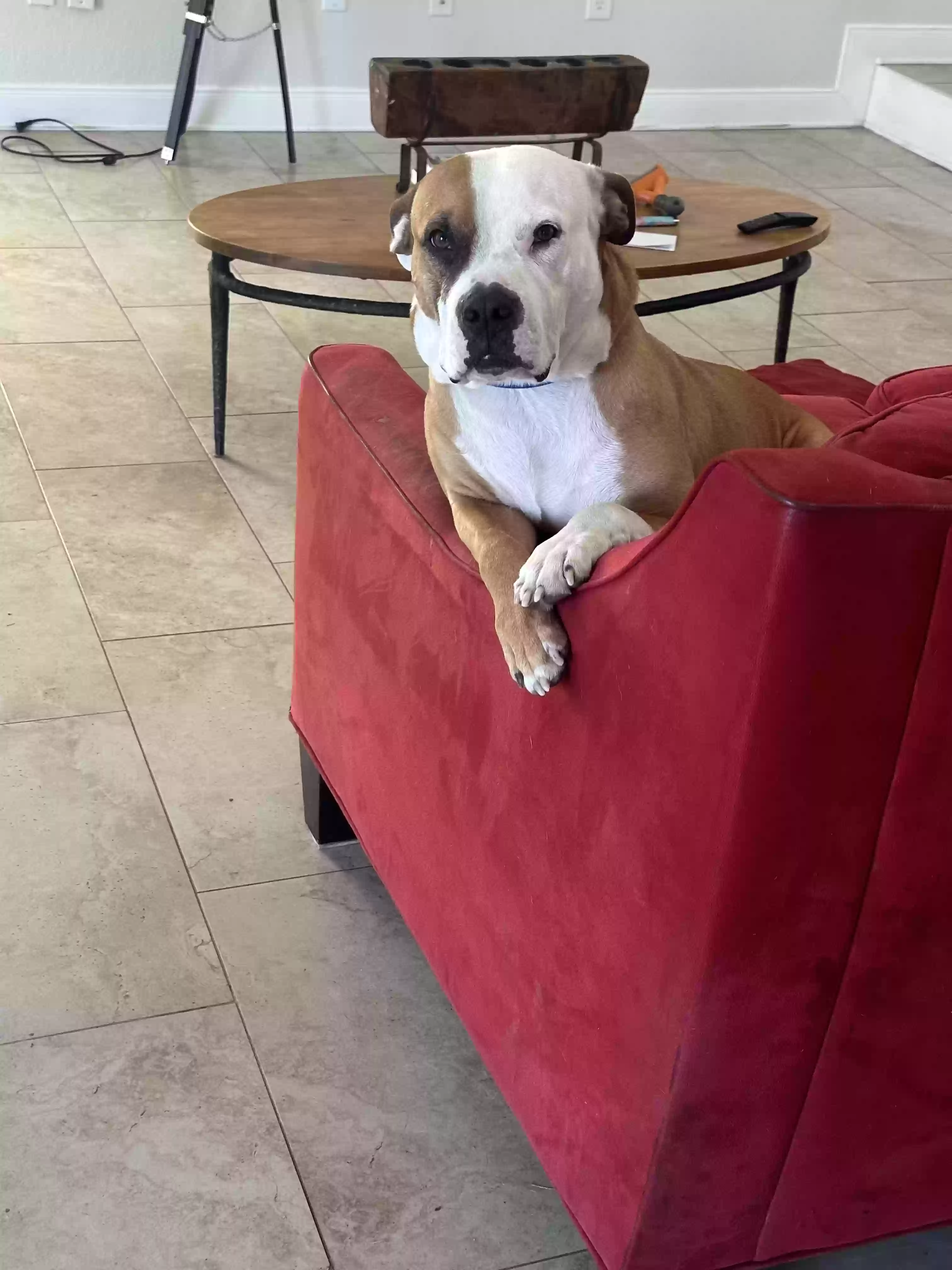 adoptable Dog in New Braunfels,TX named Morningstar