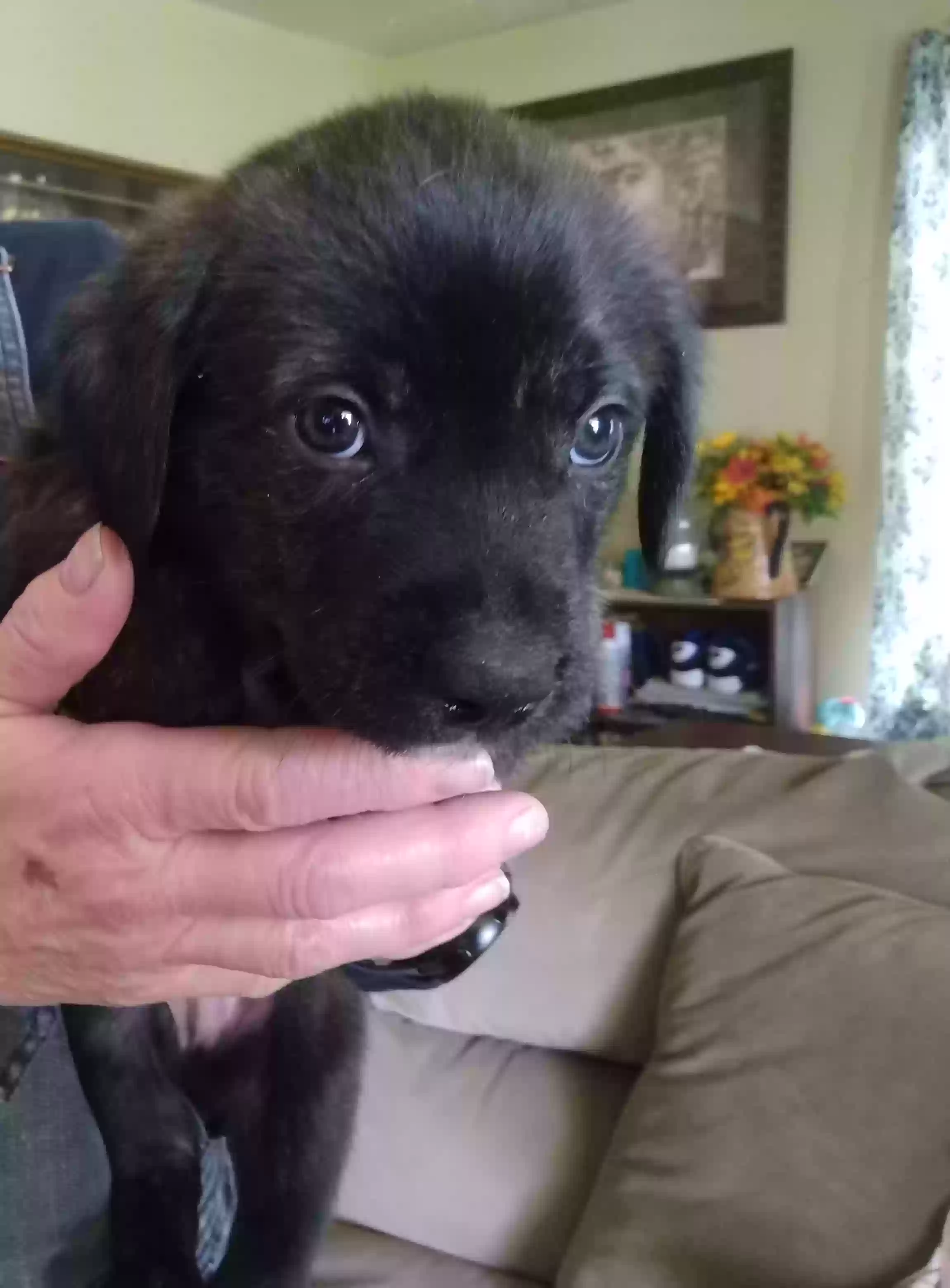 adoptable Dog in Lawrenceburg,TN named Bear
