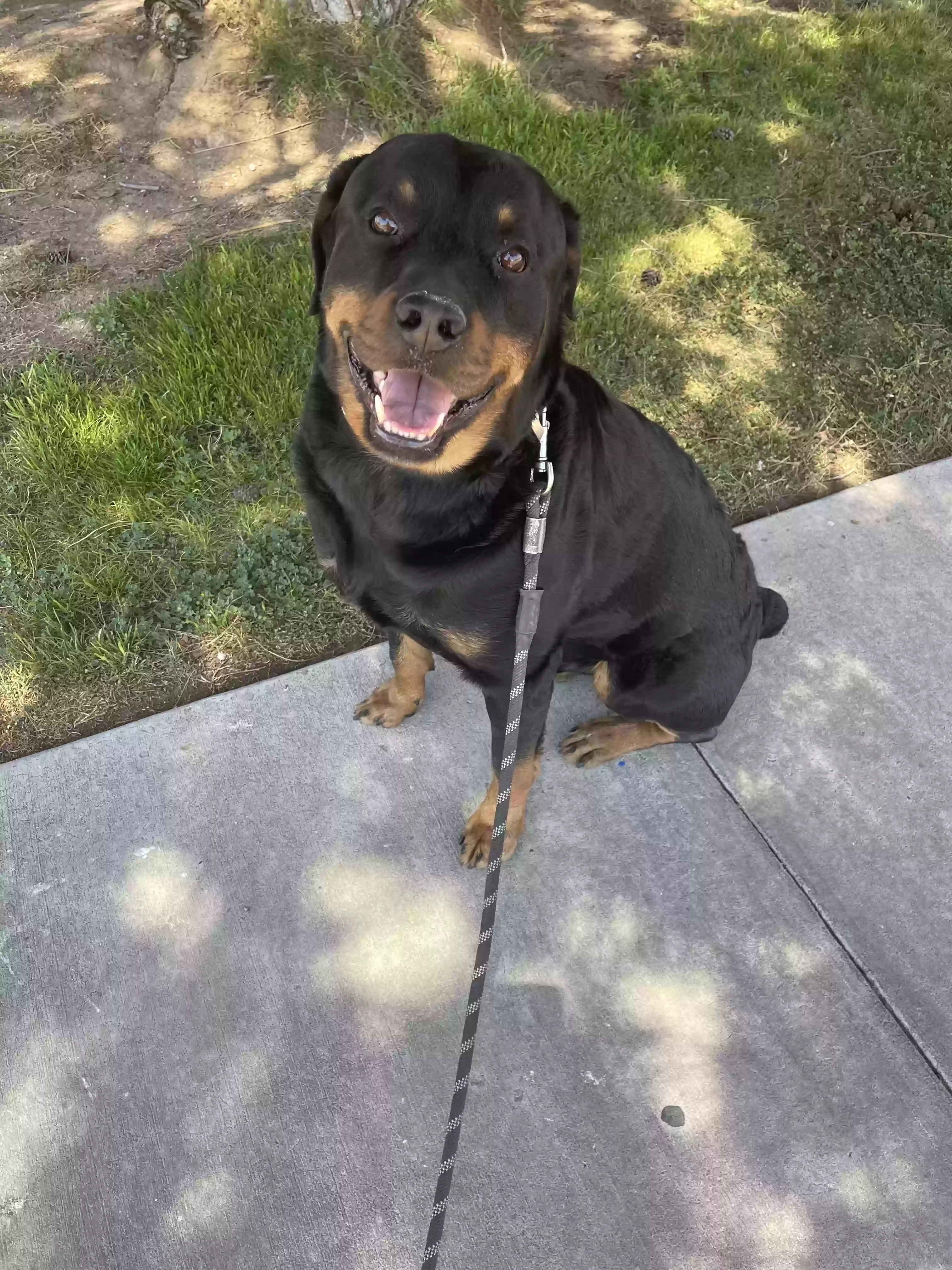 adoptable Dog in El Paso,TX named zaza