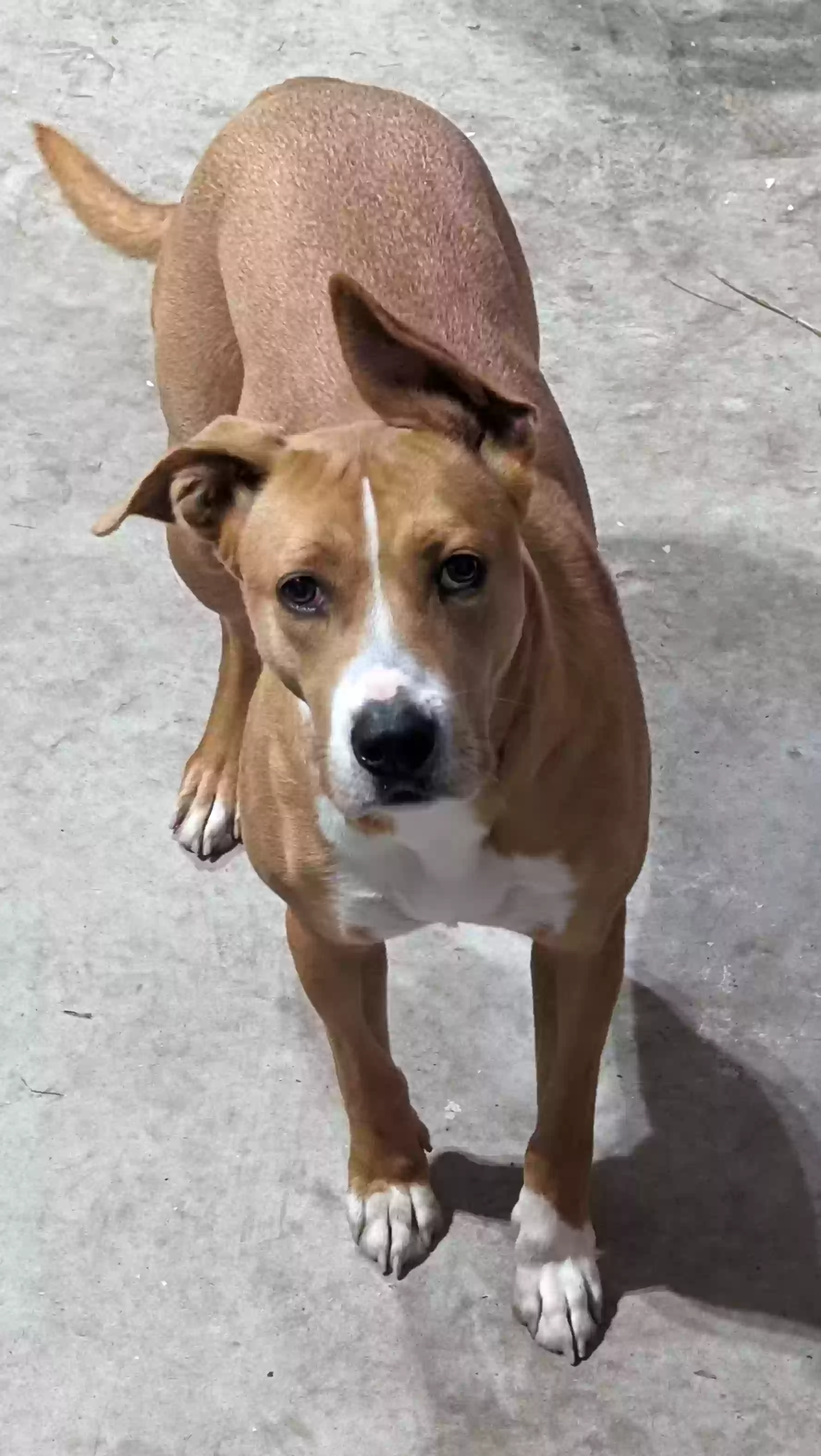 adoptable Dog in West Columbia,SC named Billie
