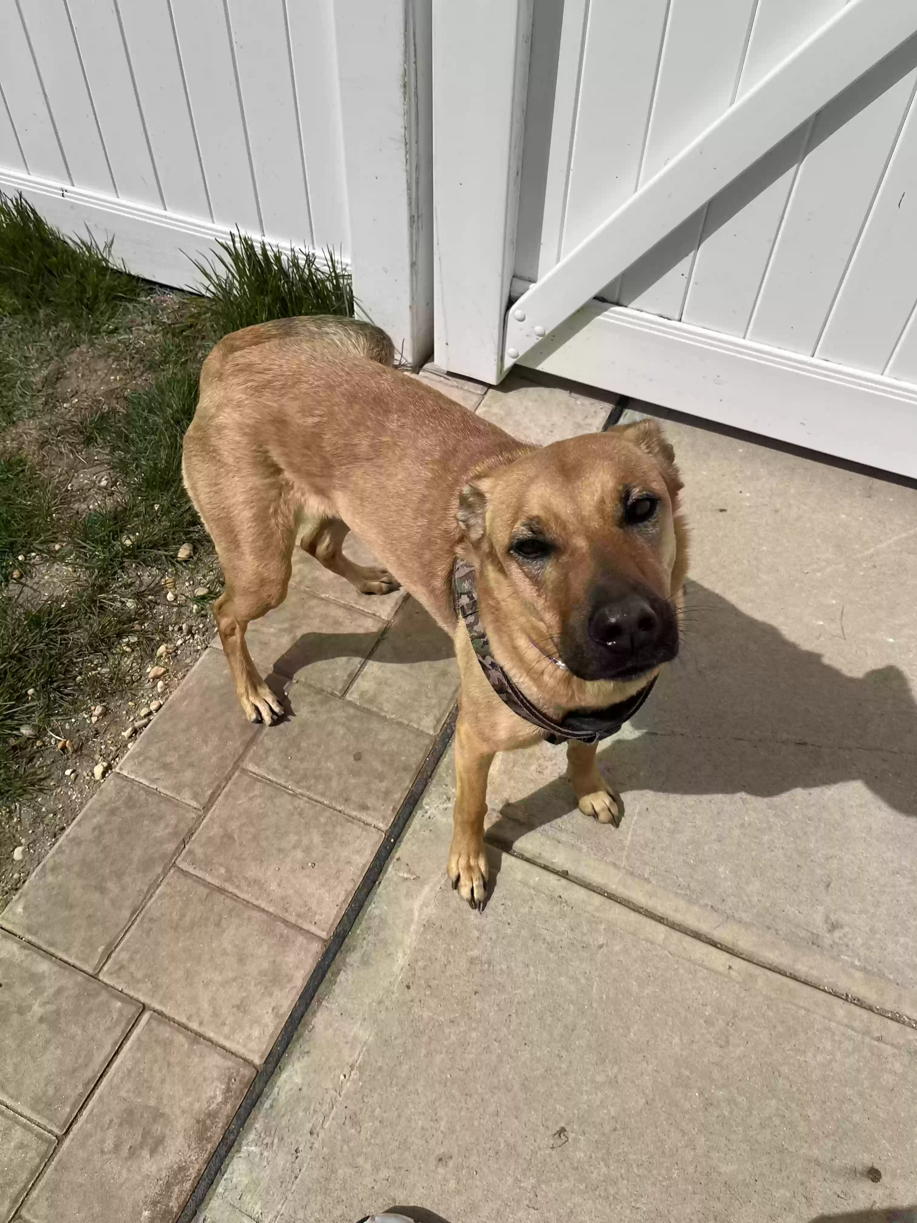 adoptable Dog in Freeport,NY named Brownie
