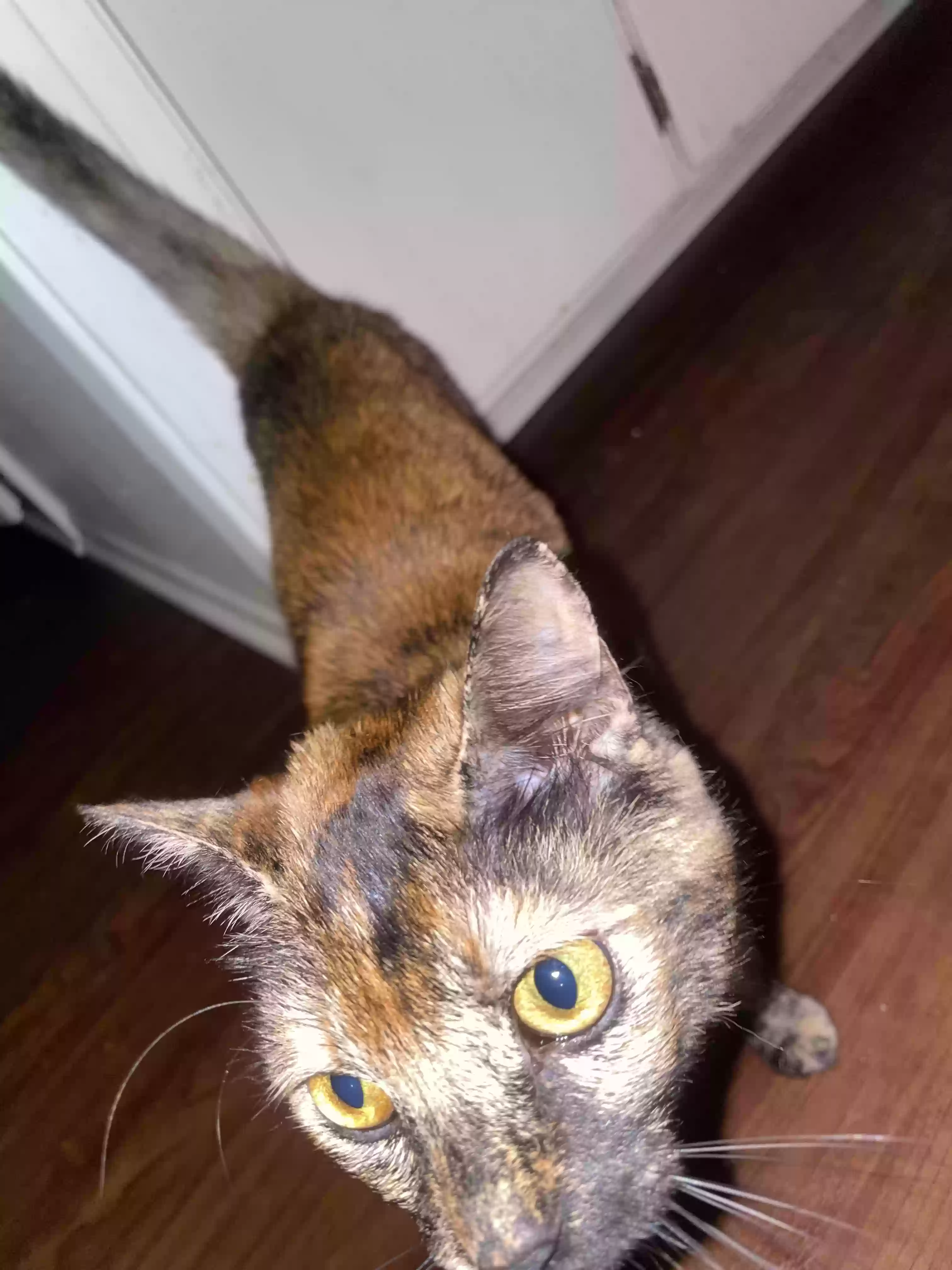 adoptable Cat in Loma Linda,CA named Minx