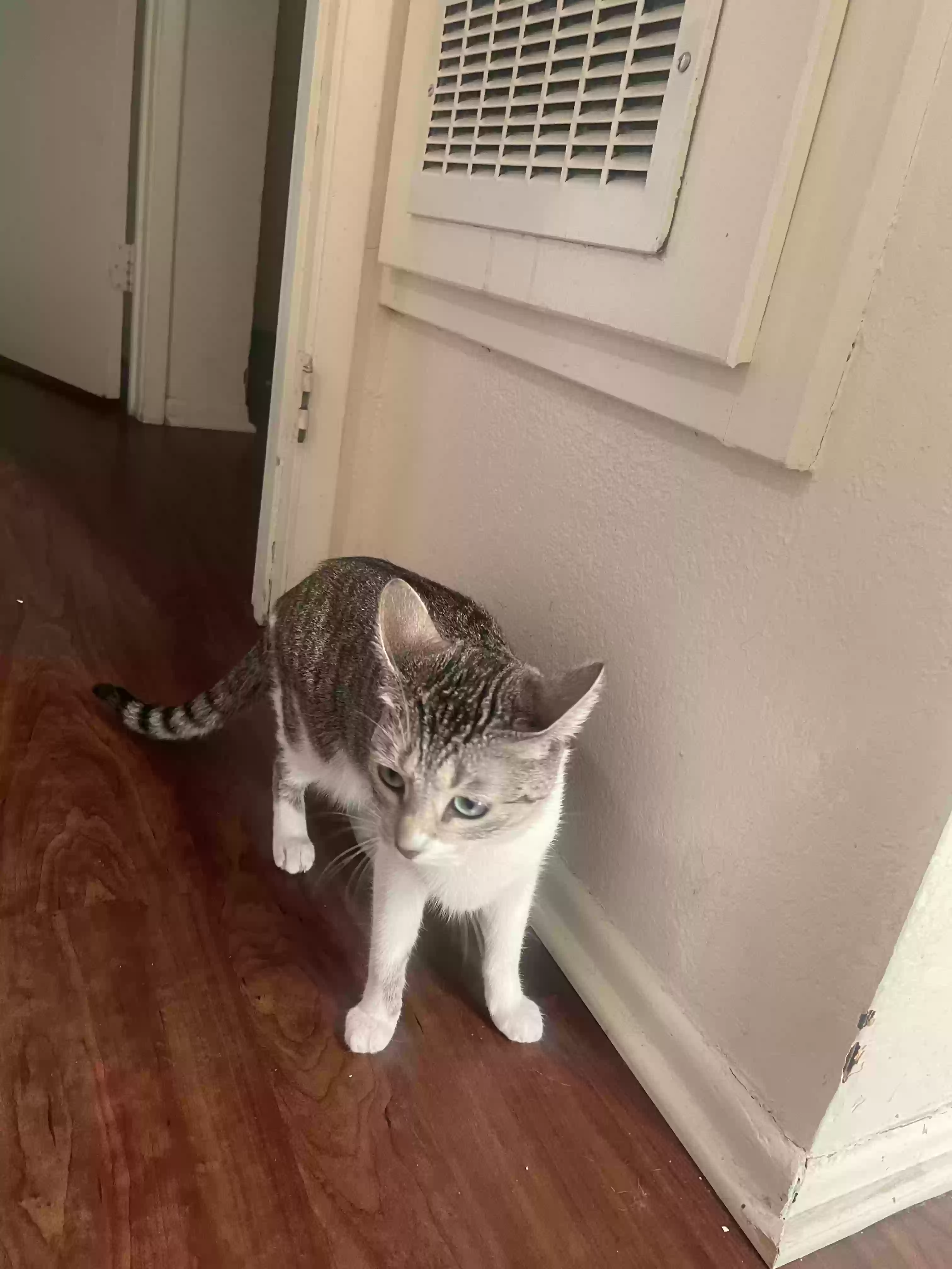 adoptable Cat in Loma Linda,CA named Olive