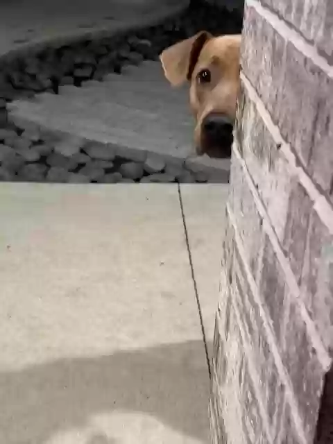 adoptable Dog in Cypress,TX named Roxi