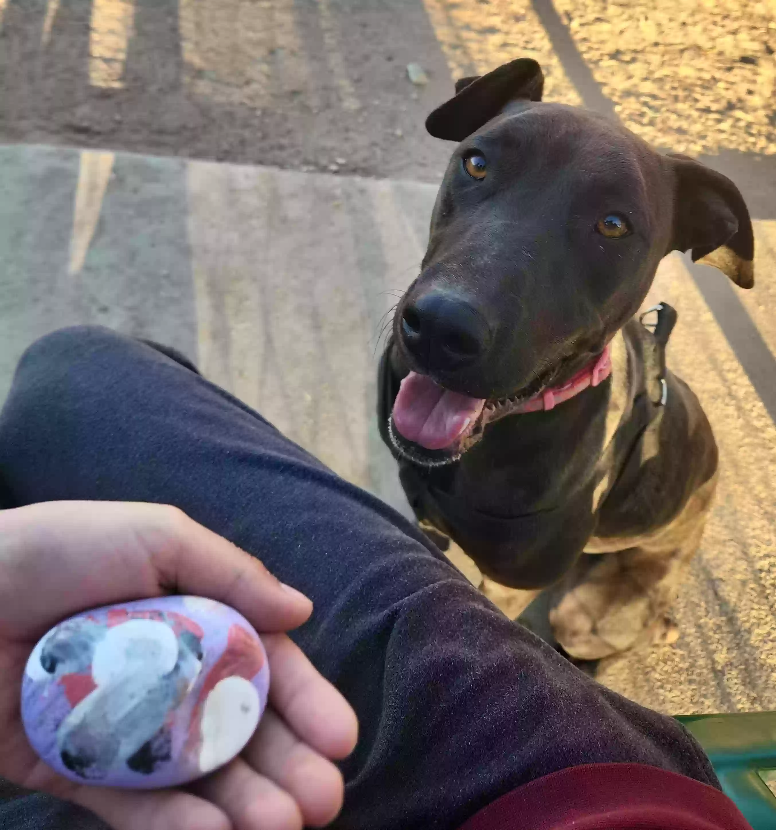 adoptable Dog in Lancaster,CA named Jada