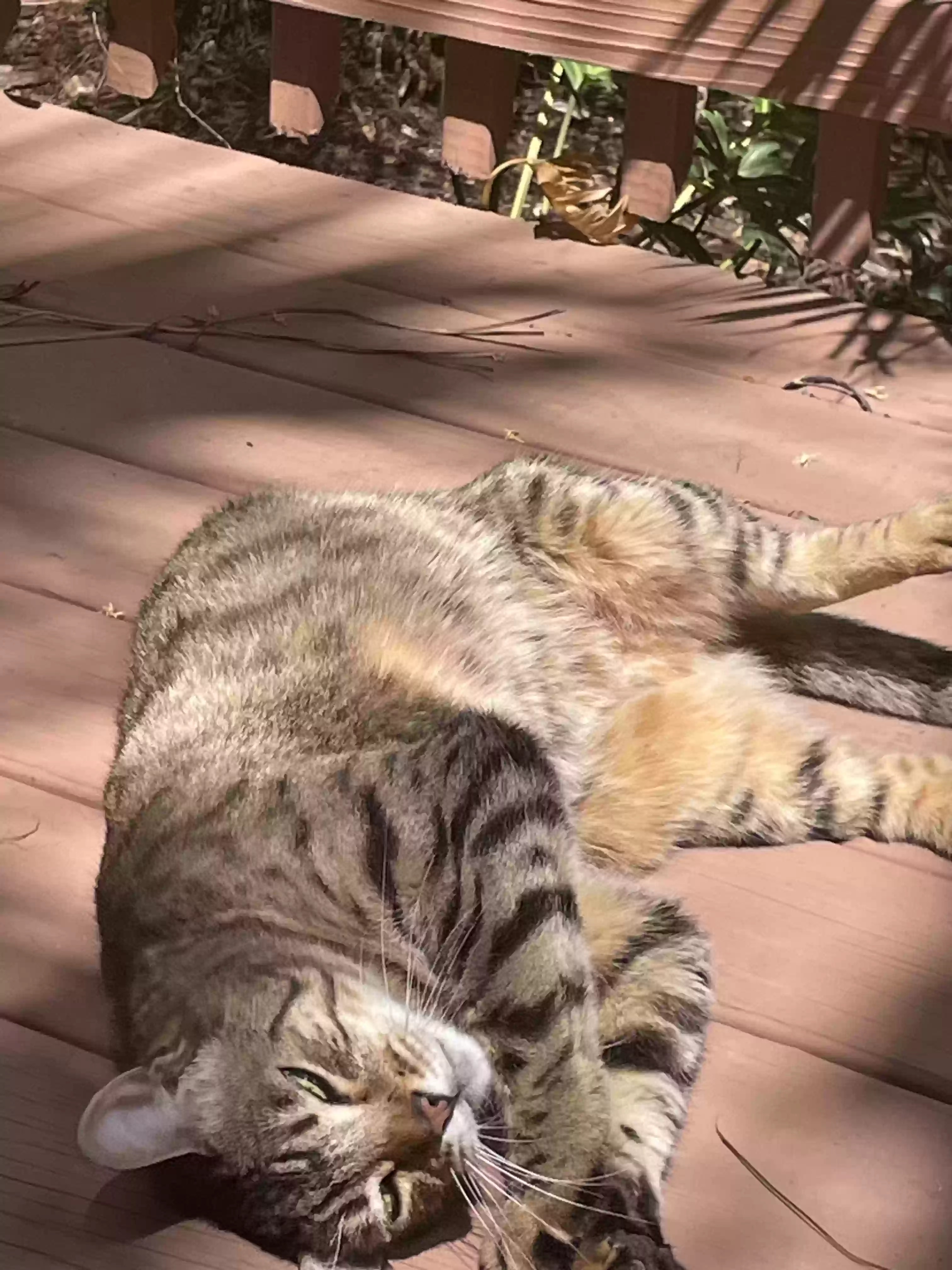adoptable Cat in Santa Rosa Beach,FL named Big Meow