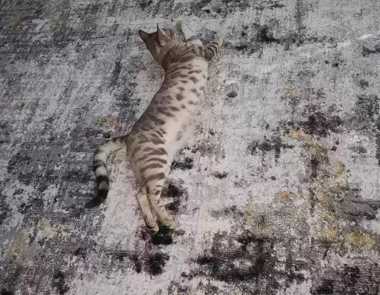adoptable Cat in Homosassa,FL named Pryda