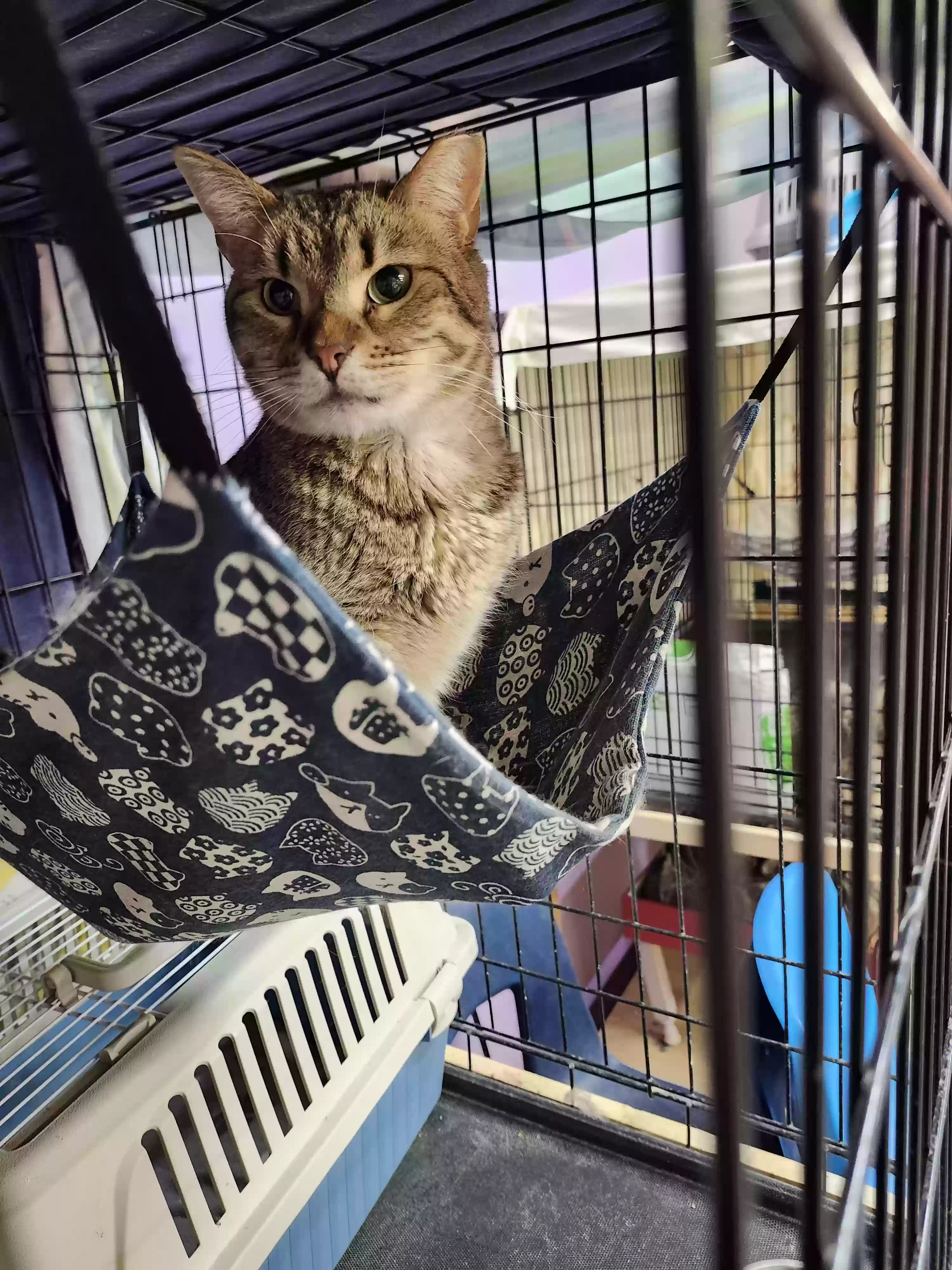 adoptable Cat in Wichita,KS named Hazel