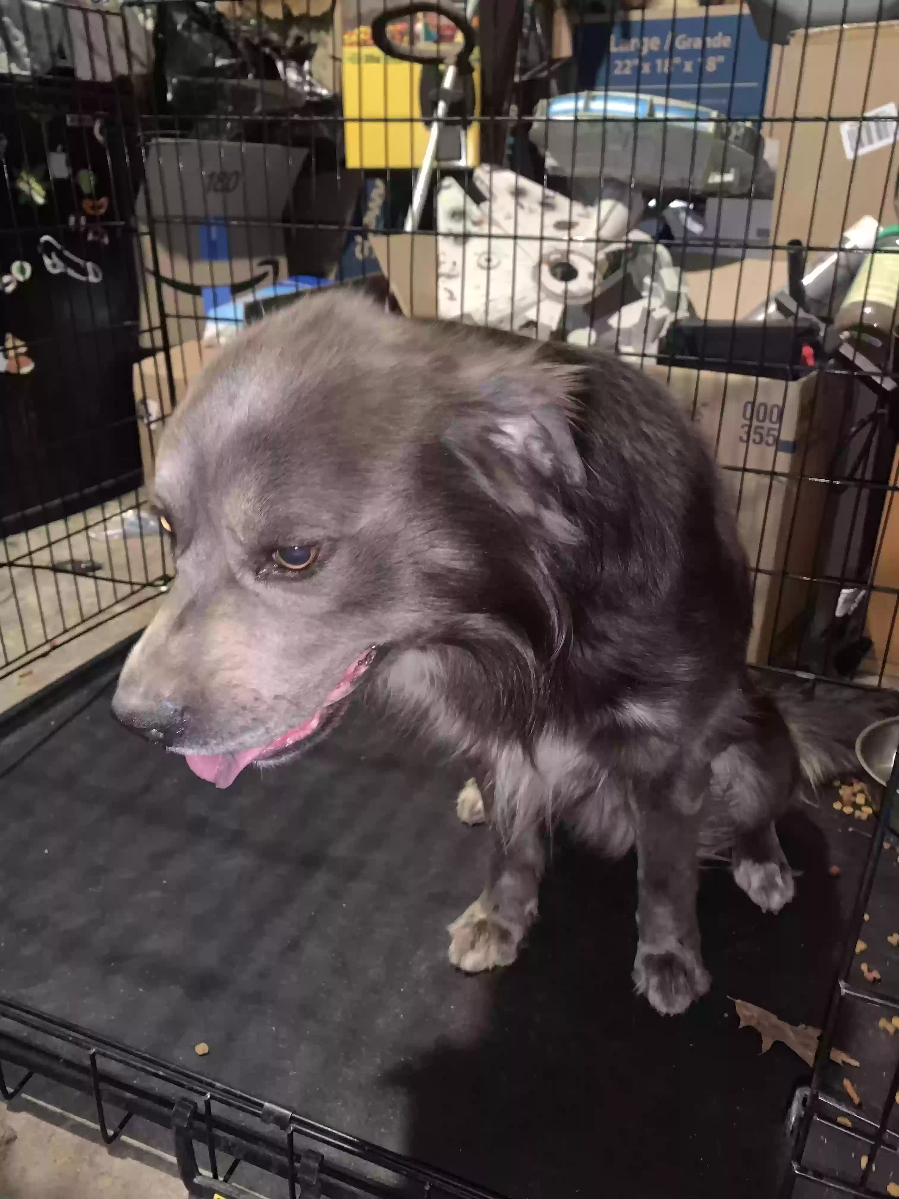 adoptable Dog in North Aurora,IL named Buddy