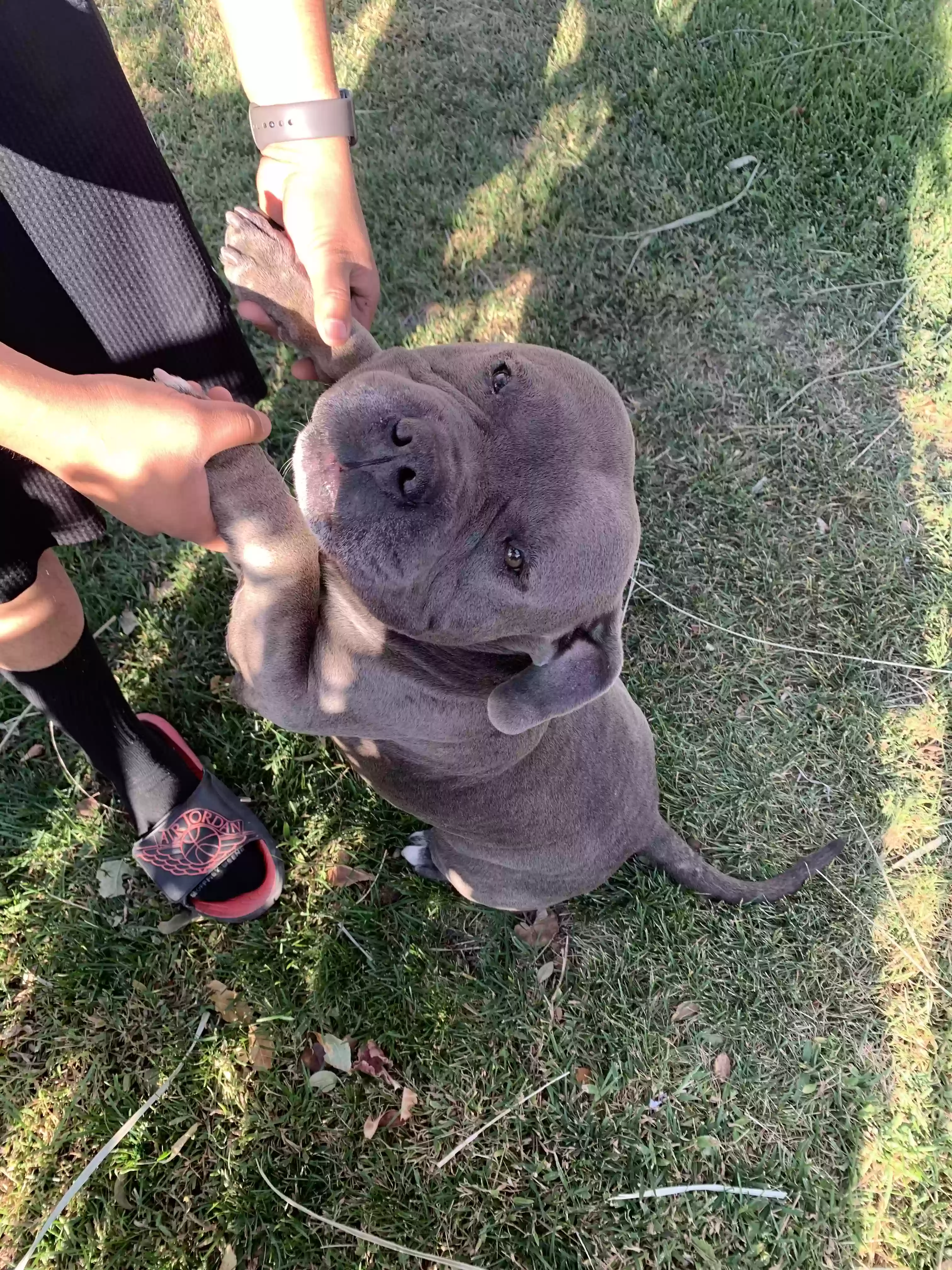 adoptable Dog in Ontario,CA named Smalls