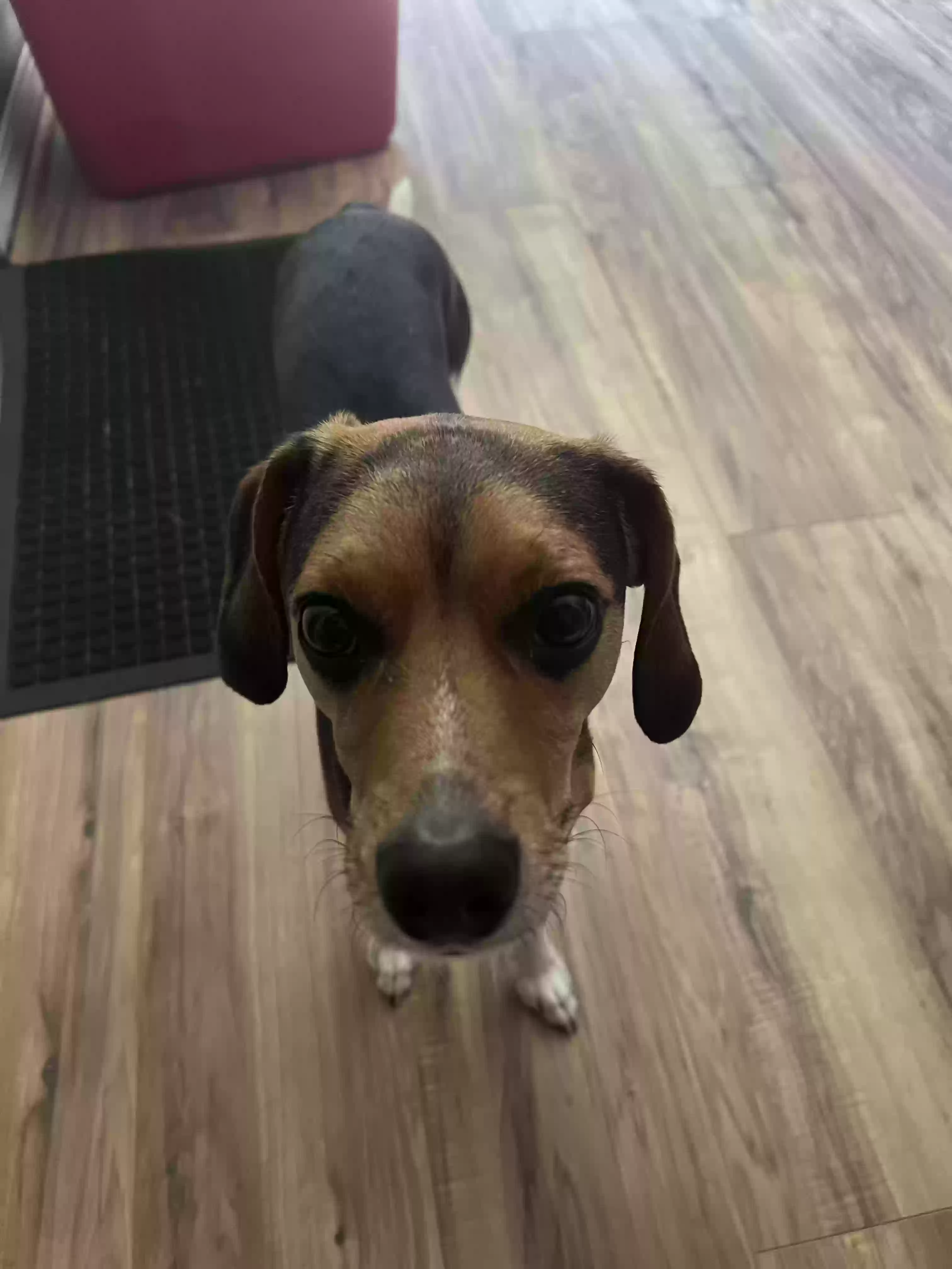 adoptable Dog in Chicago,IL named Beagle