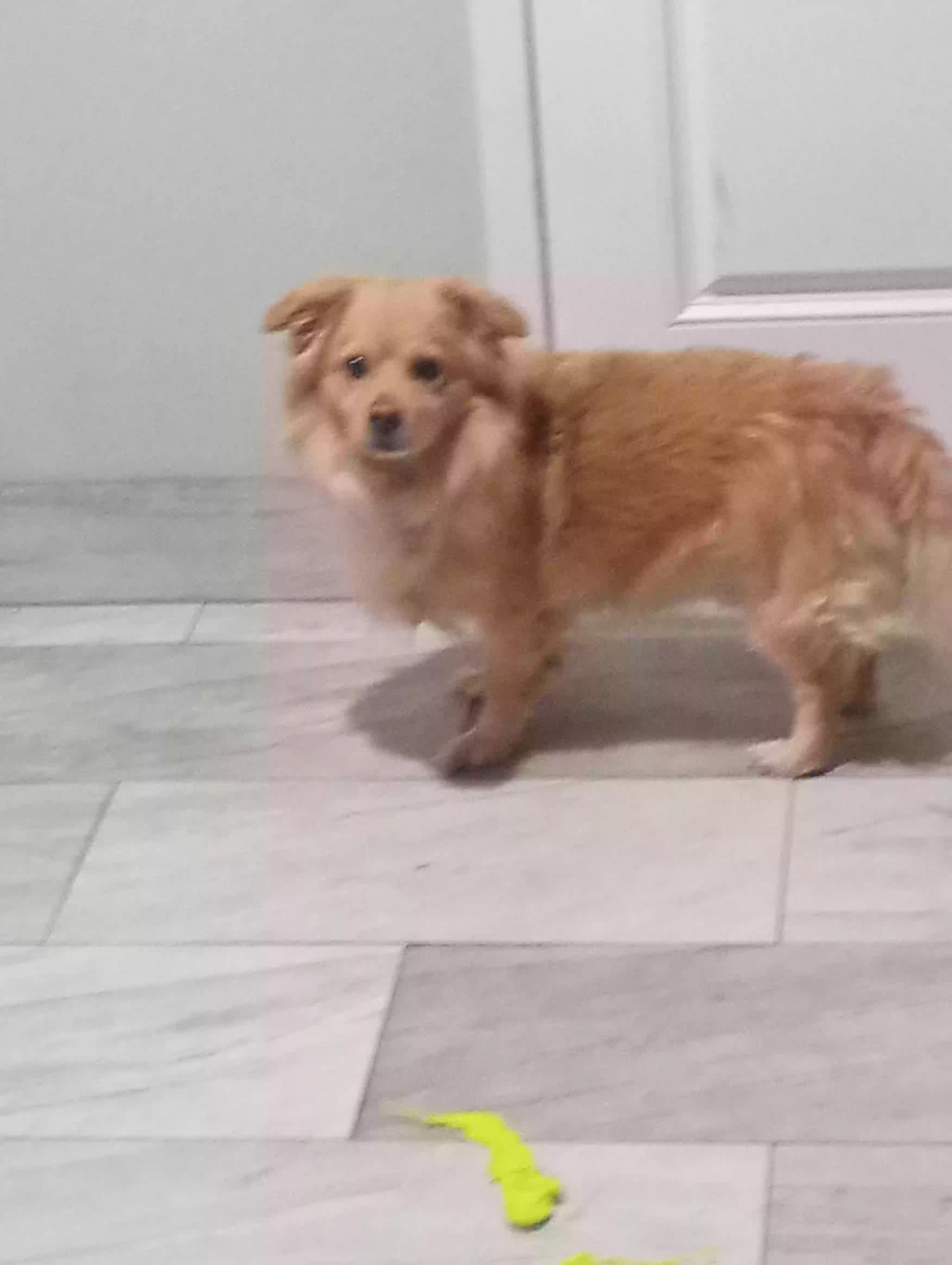 adoptable Dog in Mesa,AZ named Annican