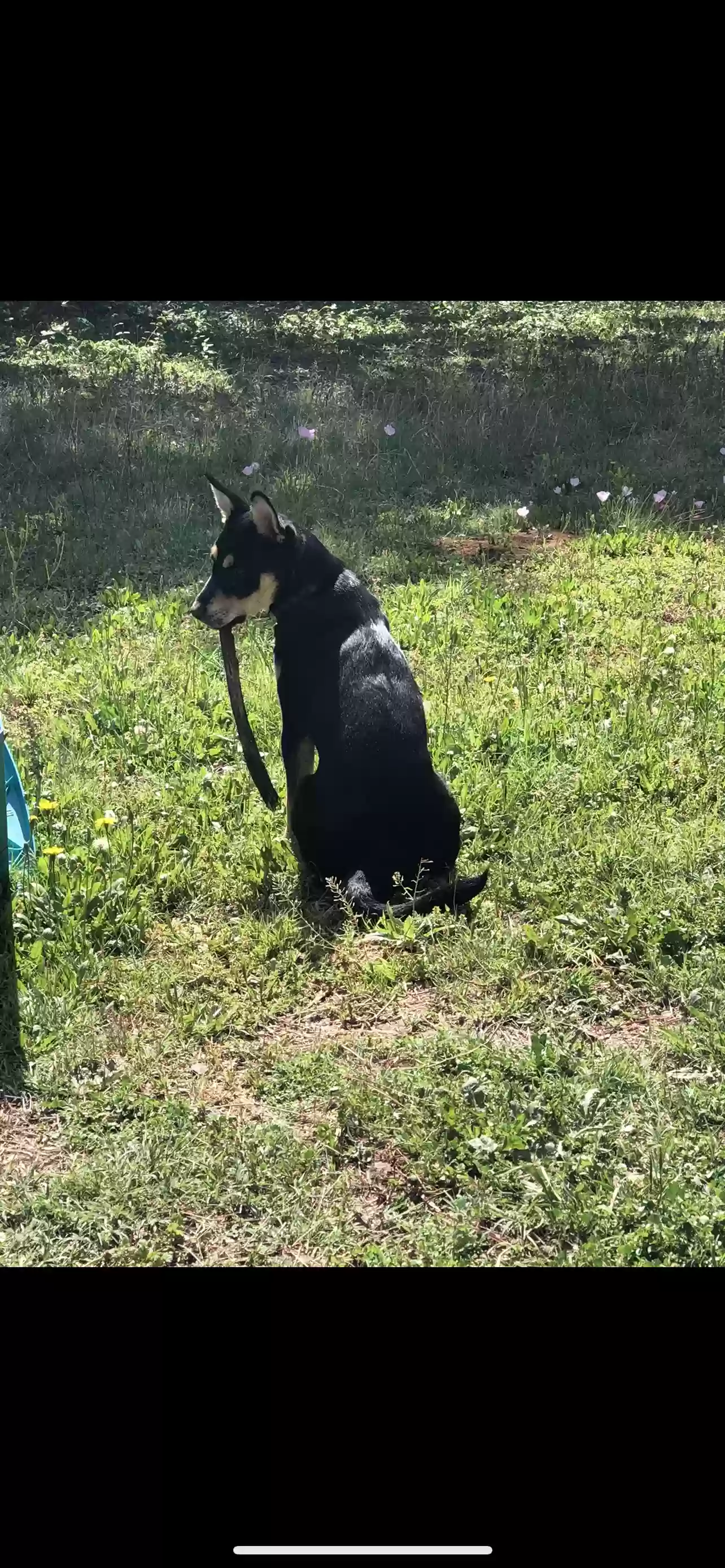 adoptable Dog in Keene,TX named 