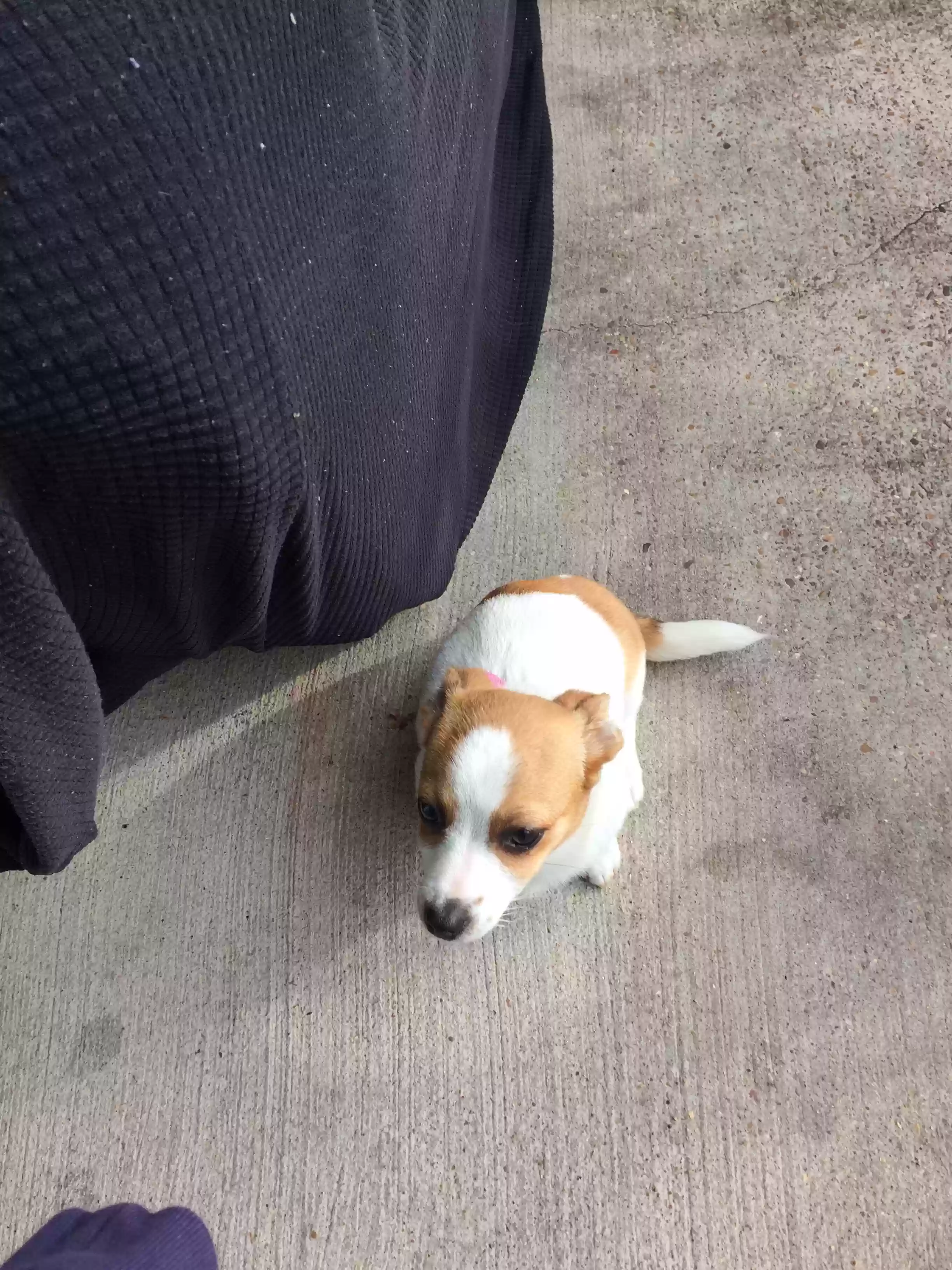 adoptable Dog in Fort Worth,TX named Darlin aka lil bit