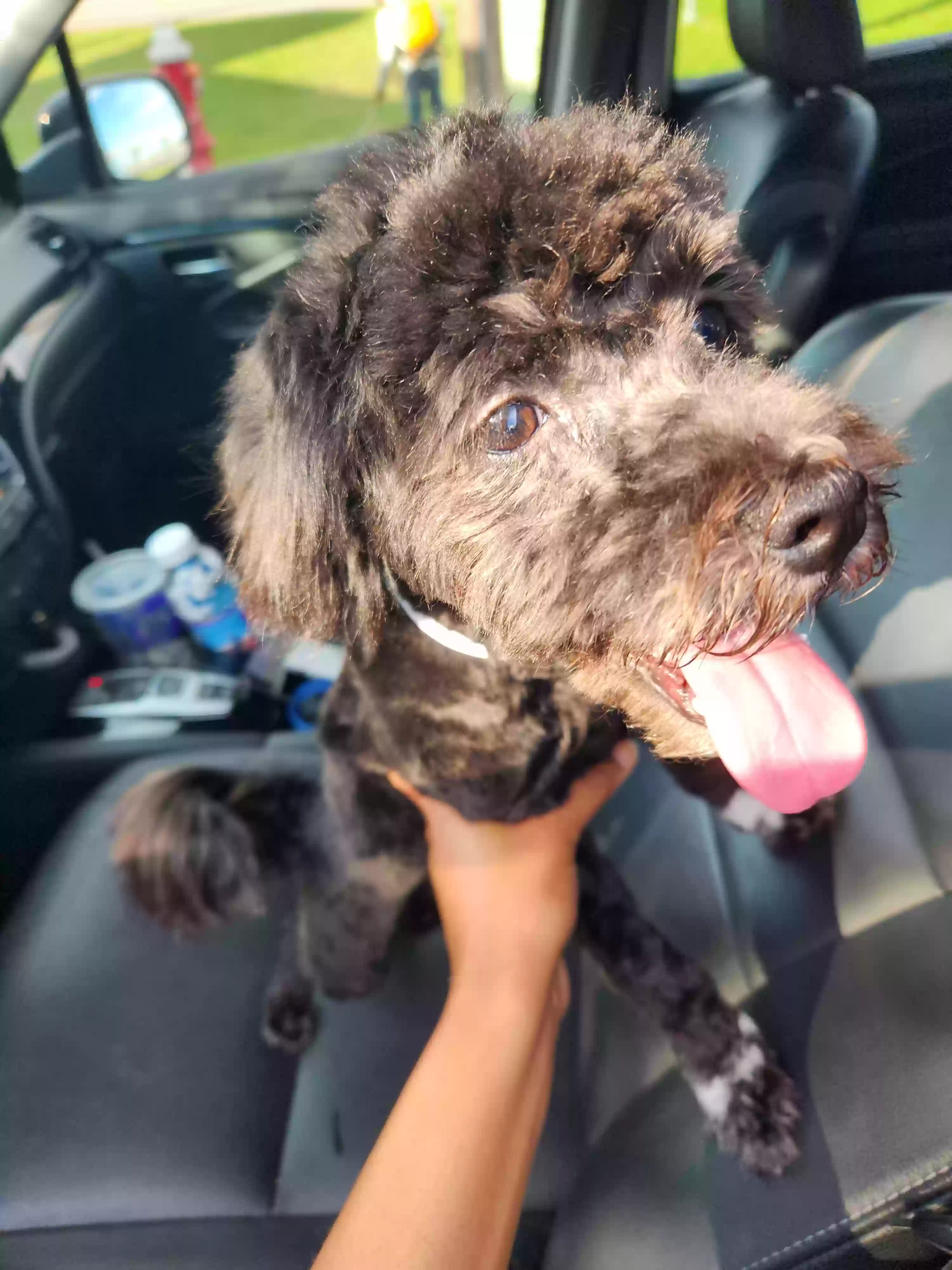 adoptable Dog in League City,TX named Donner Carson
