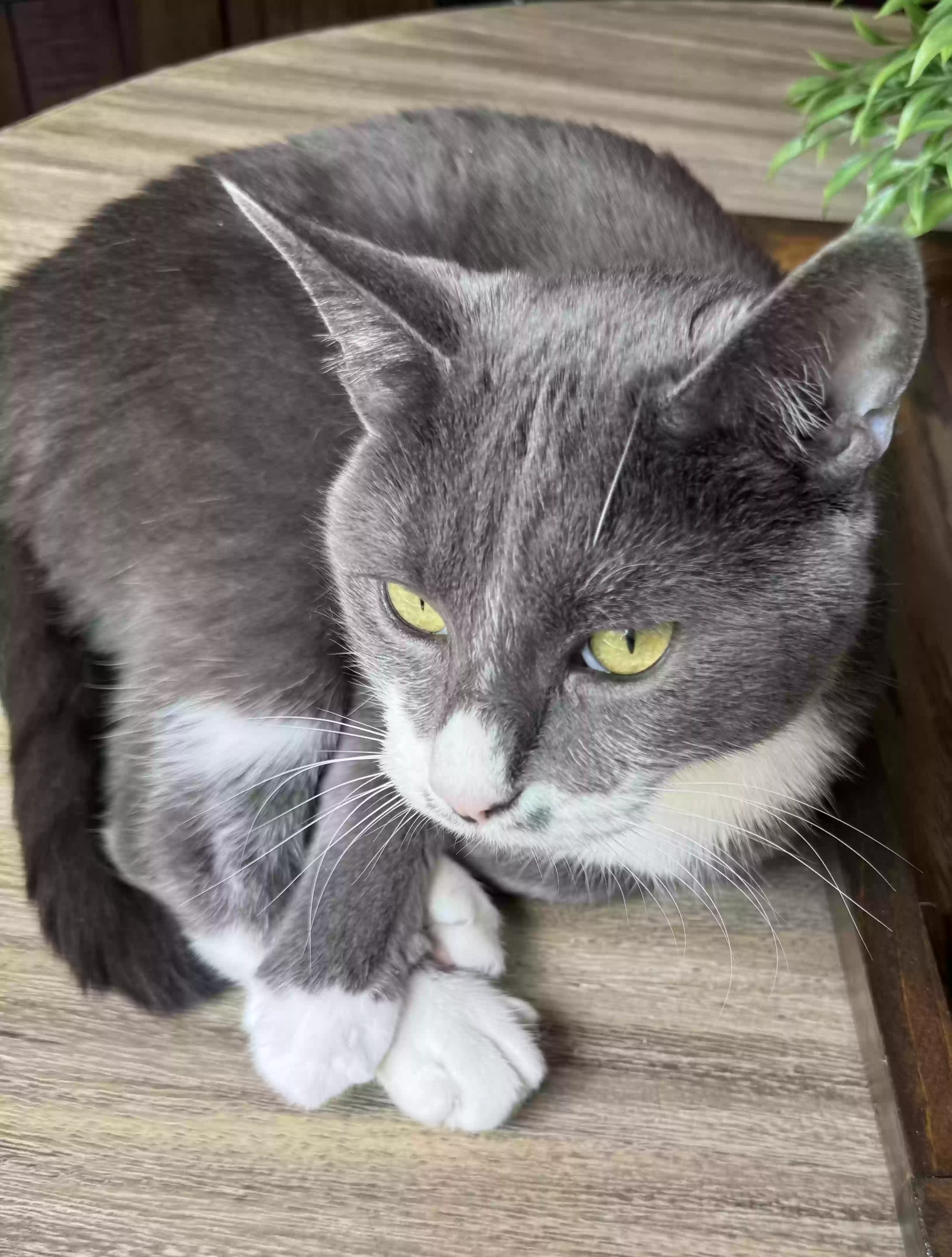 adoptable Cat in Murfreesboro,TN named Neko