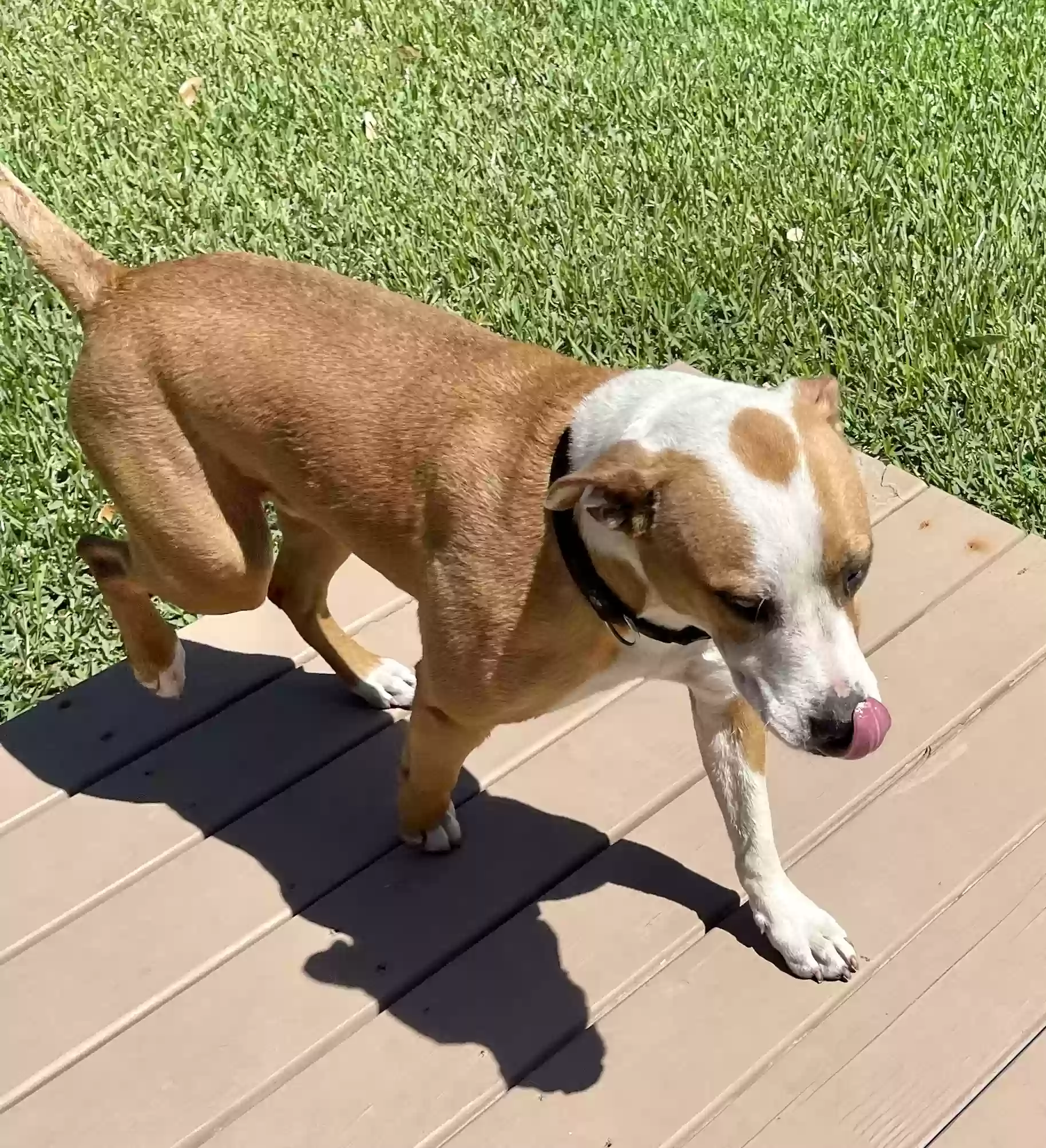 adoptable Dog in Spring,TX named Unknown
