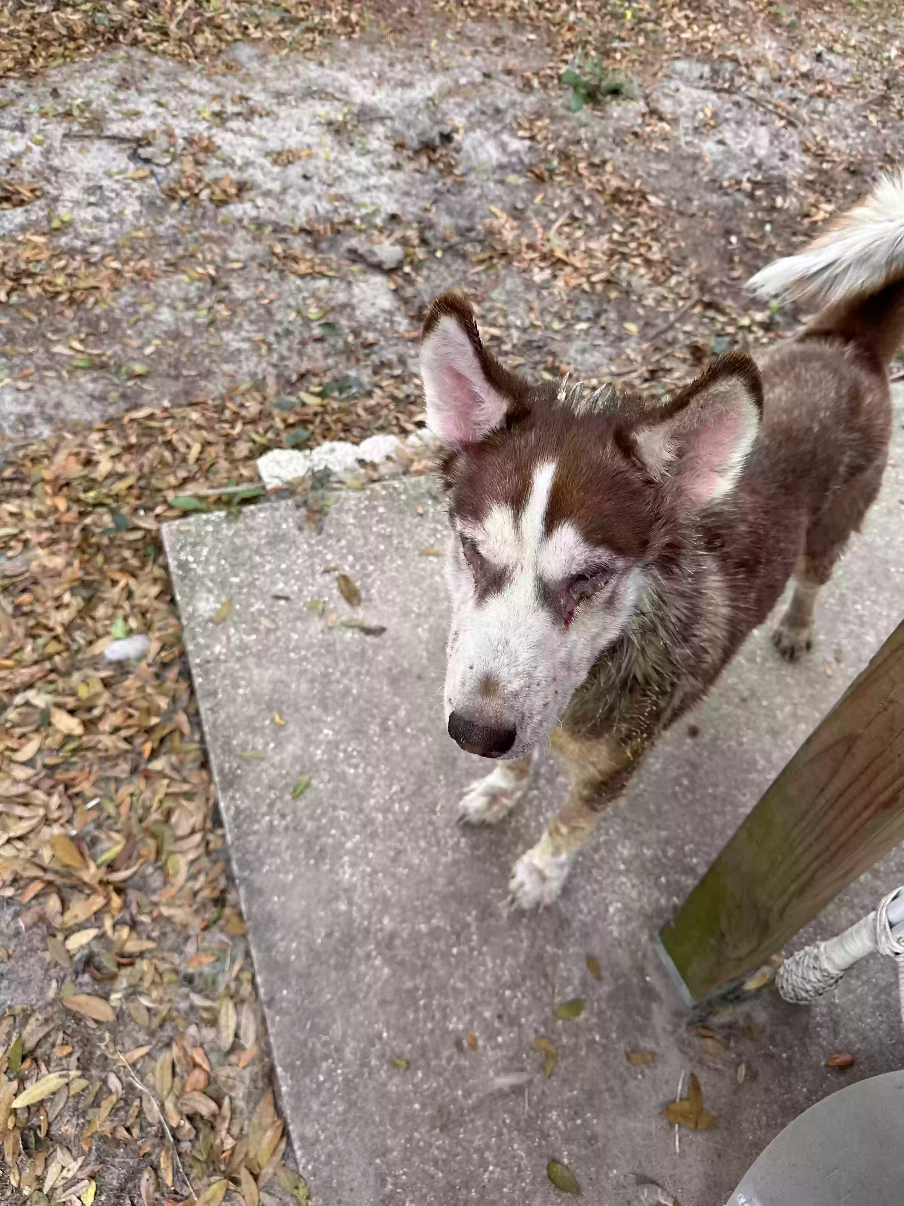 adoptable Dog in Leesburg,FL named Roxanne