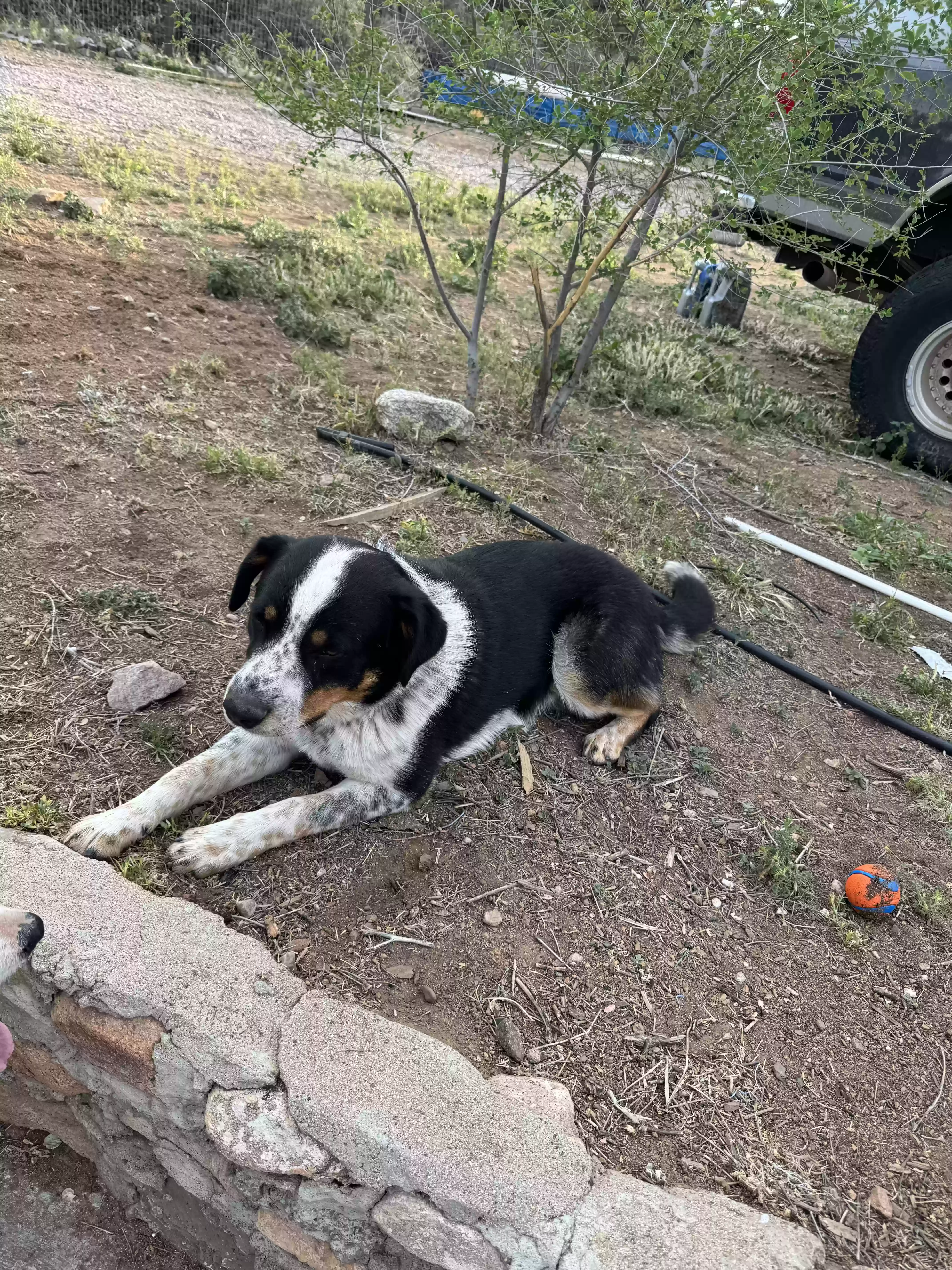 adoptable Dog in Chino Valley,AZ named Jazz