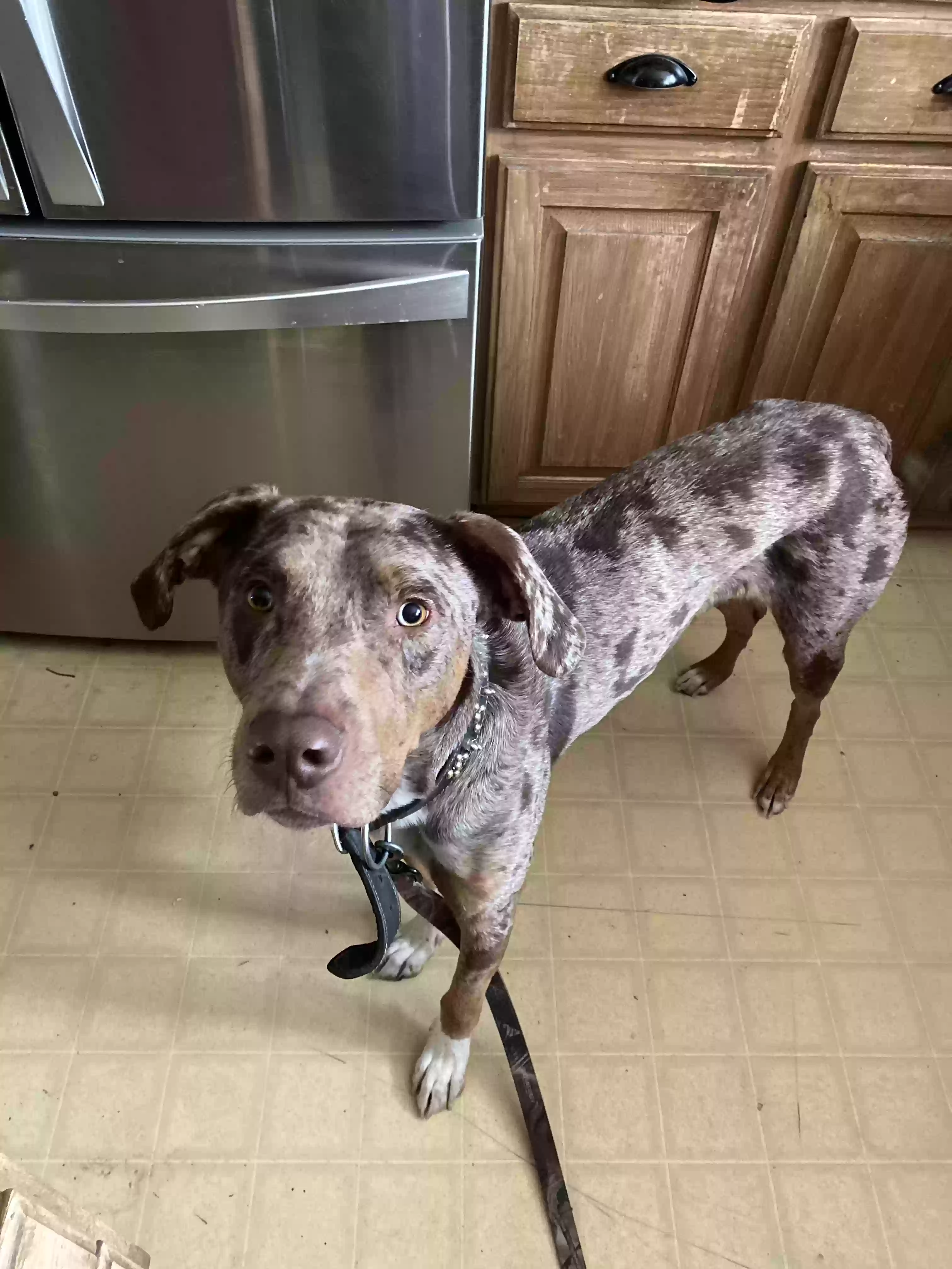 adoptable Dog in Post Falls,ID named Clyde