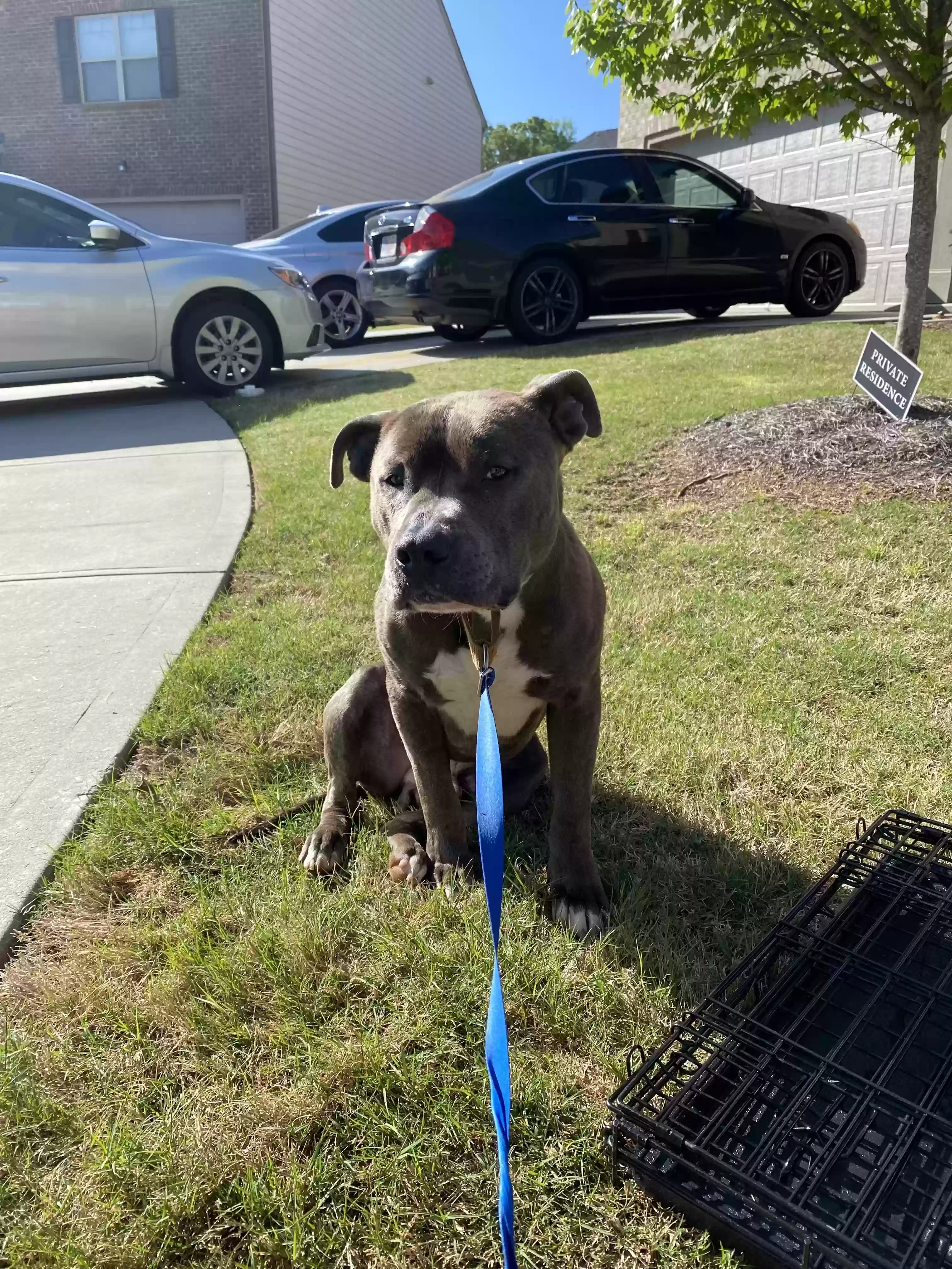 adoptable Dog in Lithonia,GA named Georgie