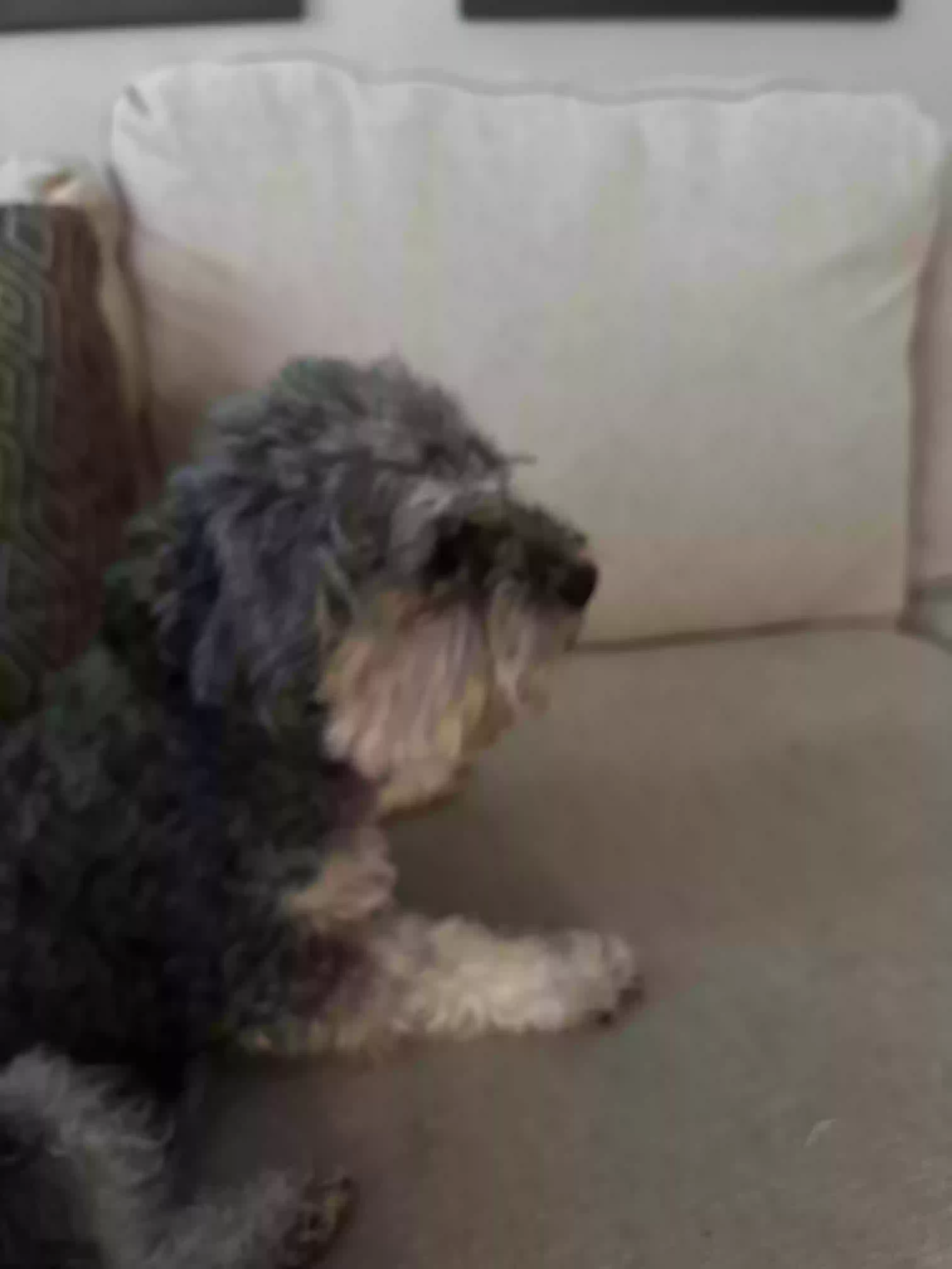 adoptable Dog in O Fallon,MO named Ollie