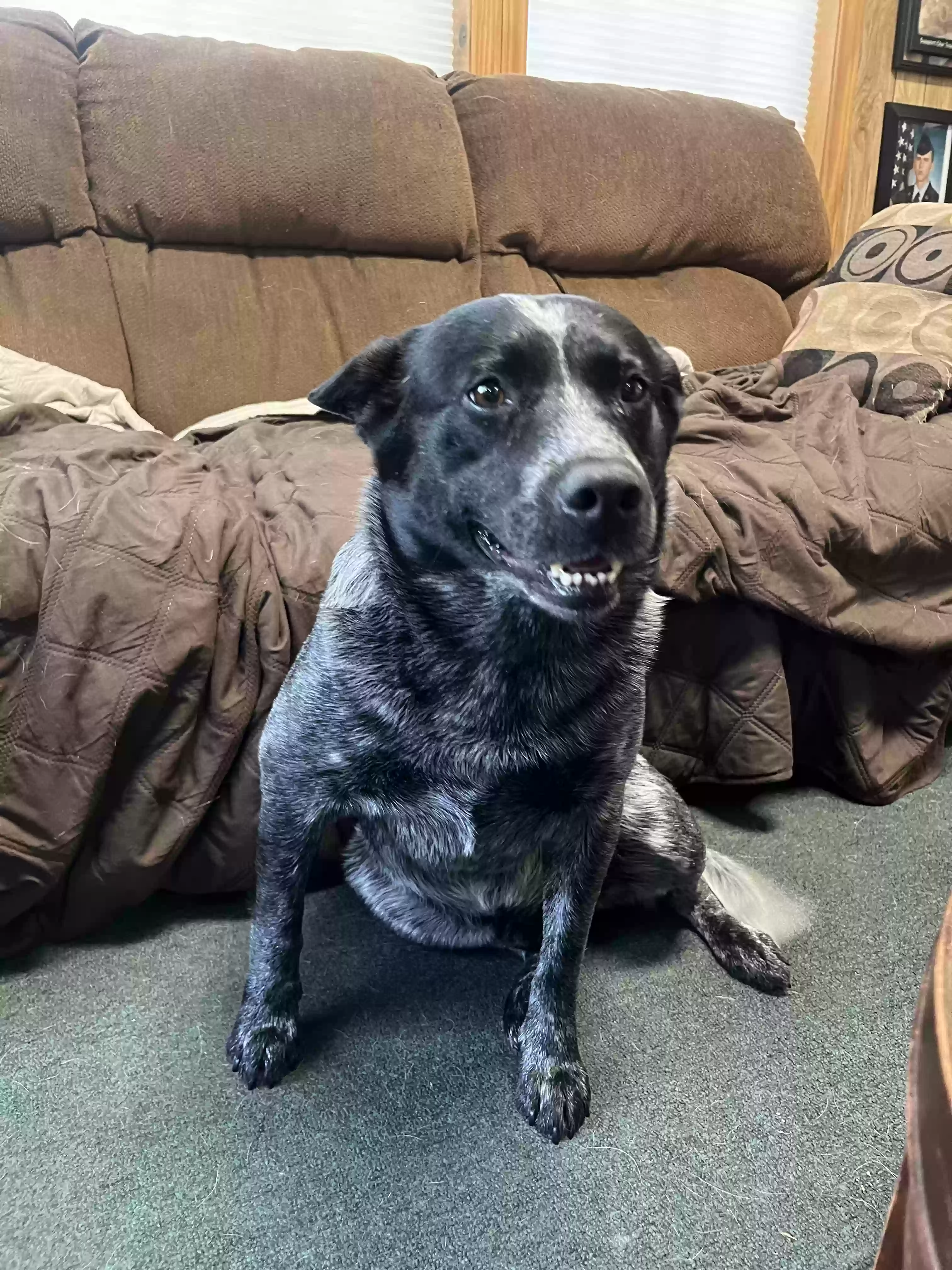 adoptable Dog in Decatur,TX named Dax