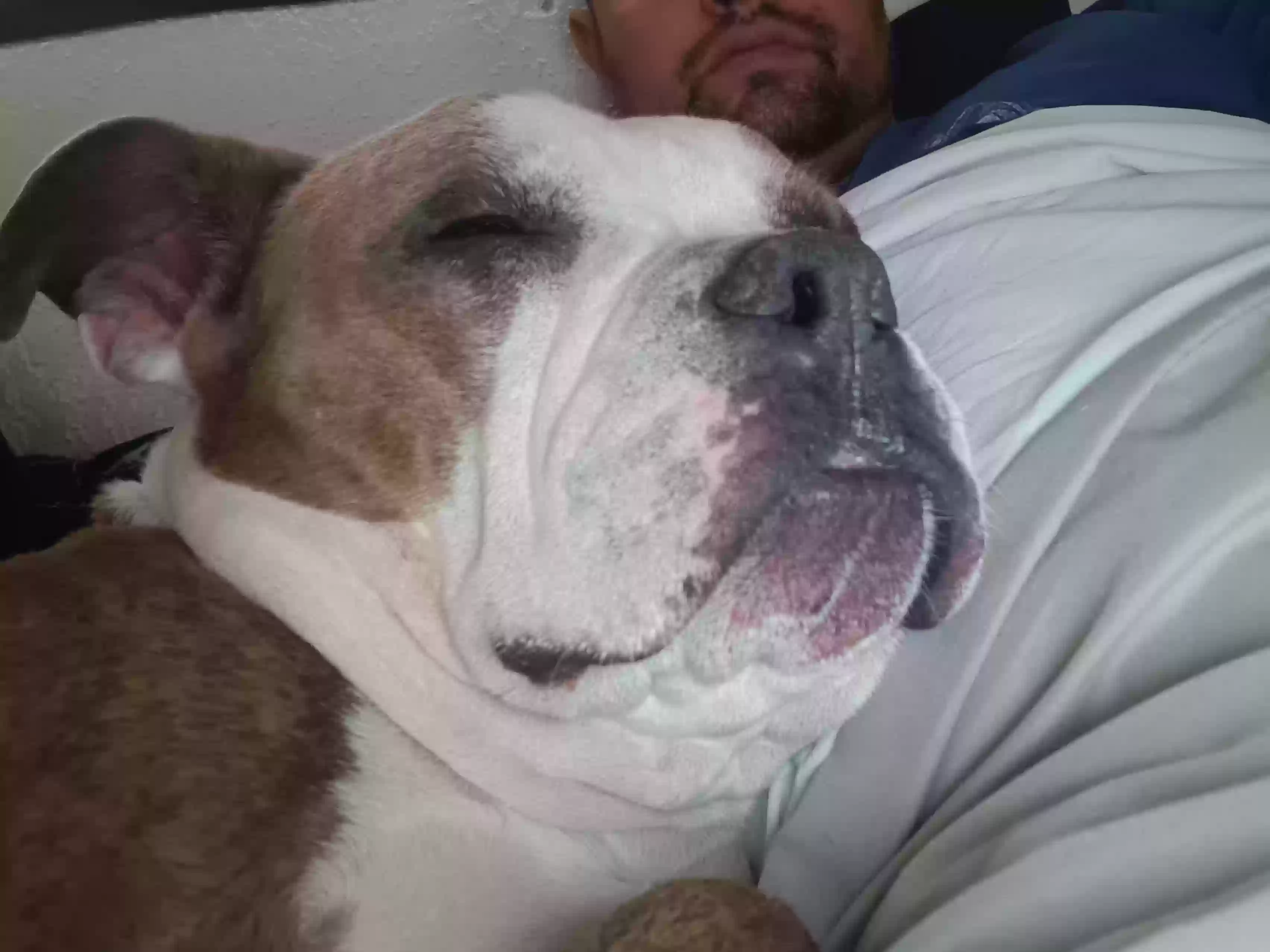 adoptable Dog in San Bernardino,CA named Bixby
