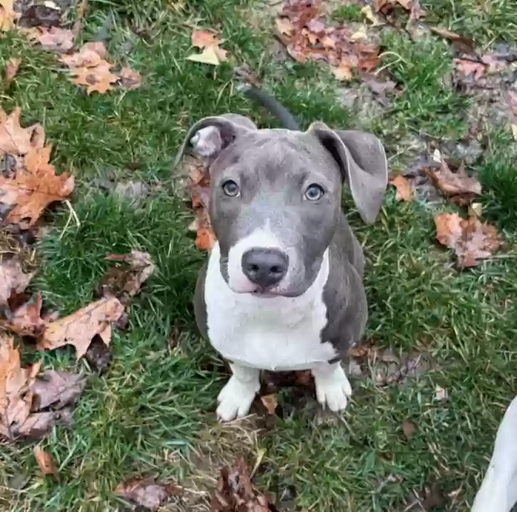 adoptable Dog in Fredericksburg,VA named Violet