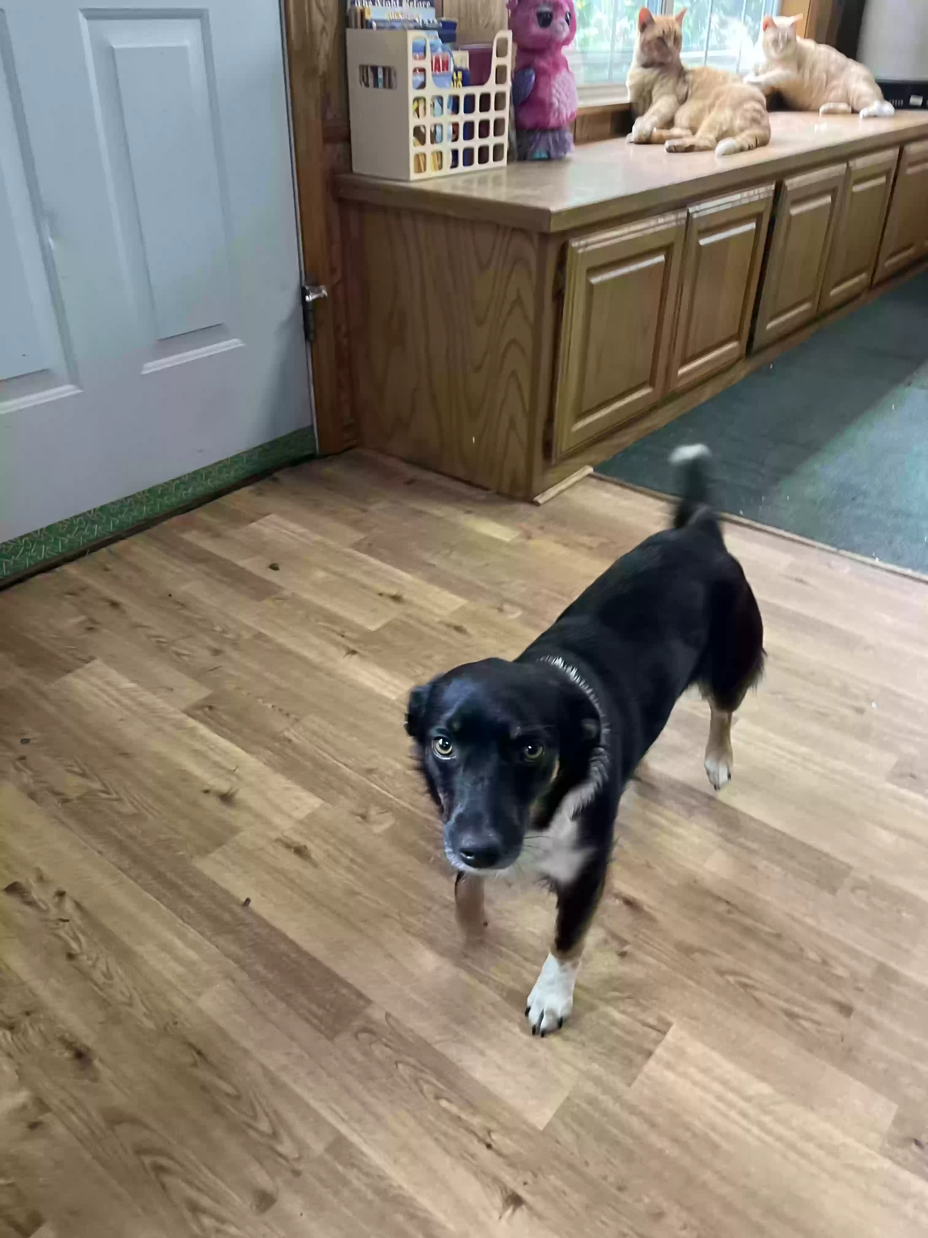 adoptable Dog in Decatur,TX named Jake