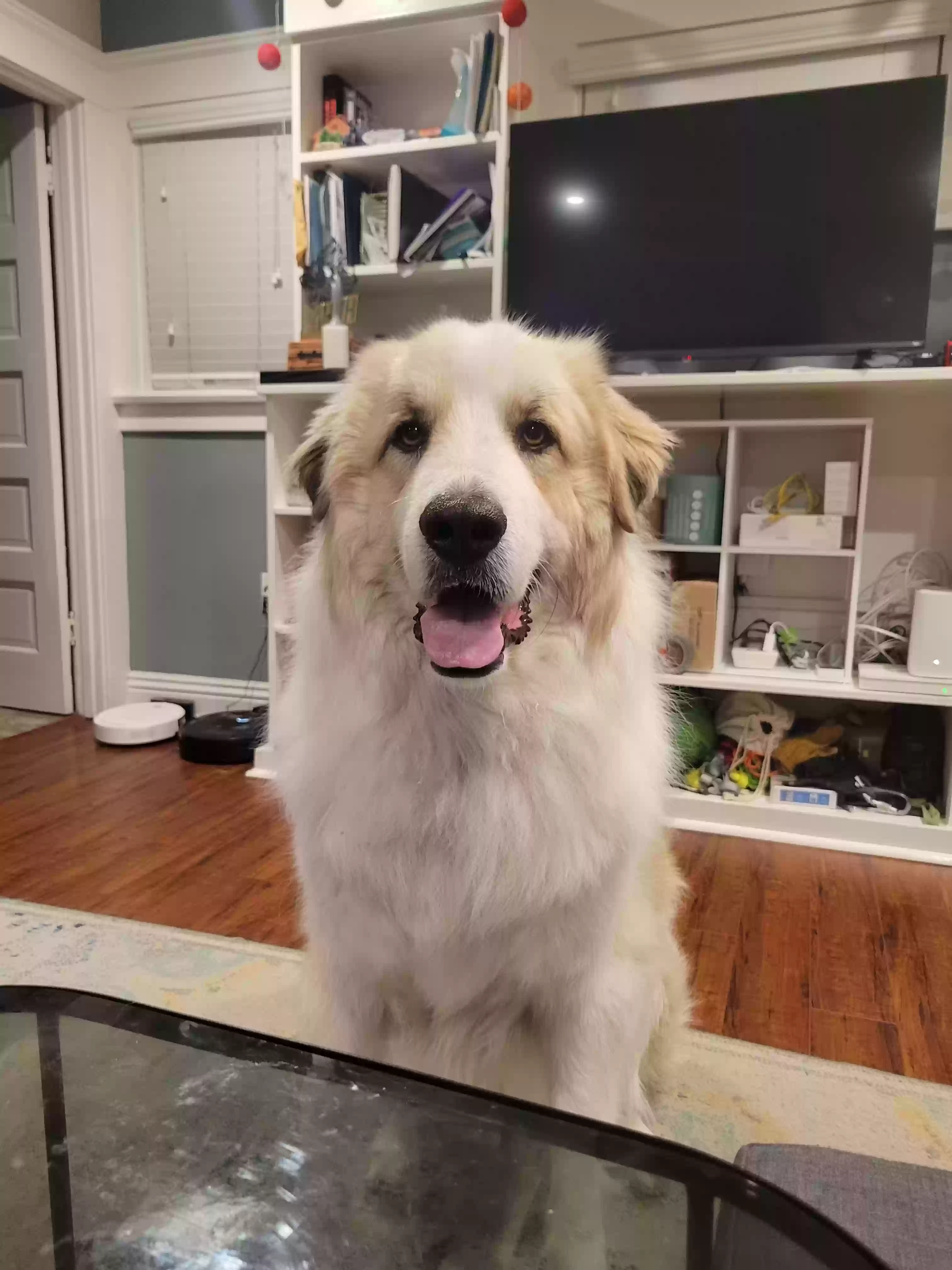 adoptable Dog in San Diego,CA named Soba