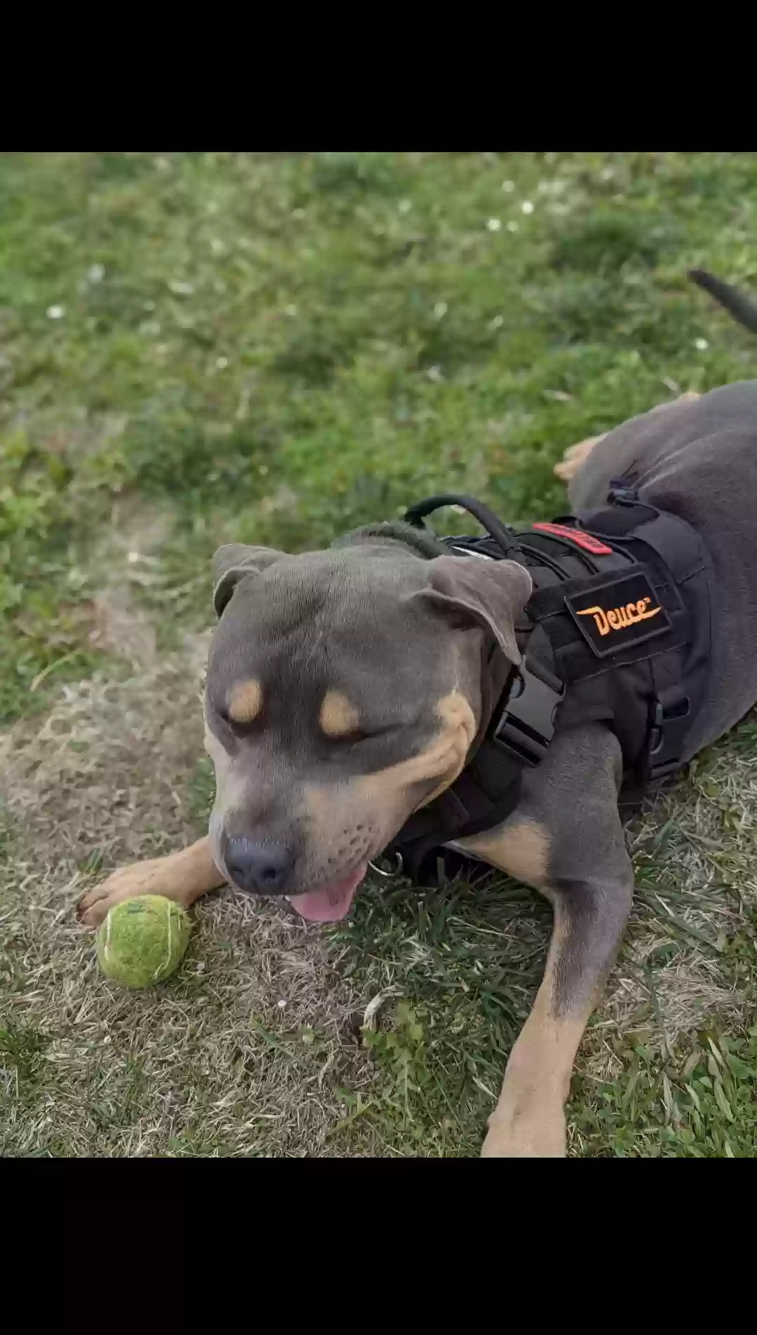 adoptable Dog in Menifee,CA named DEUCE