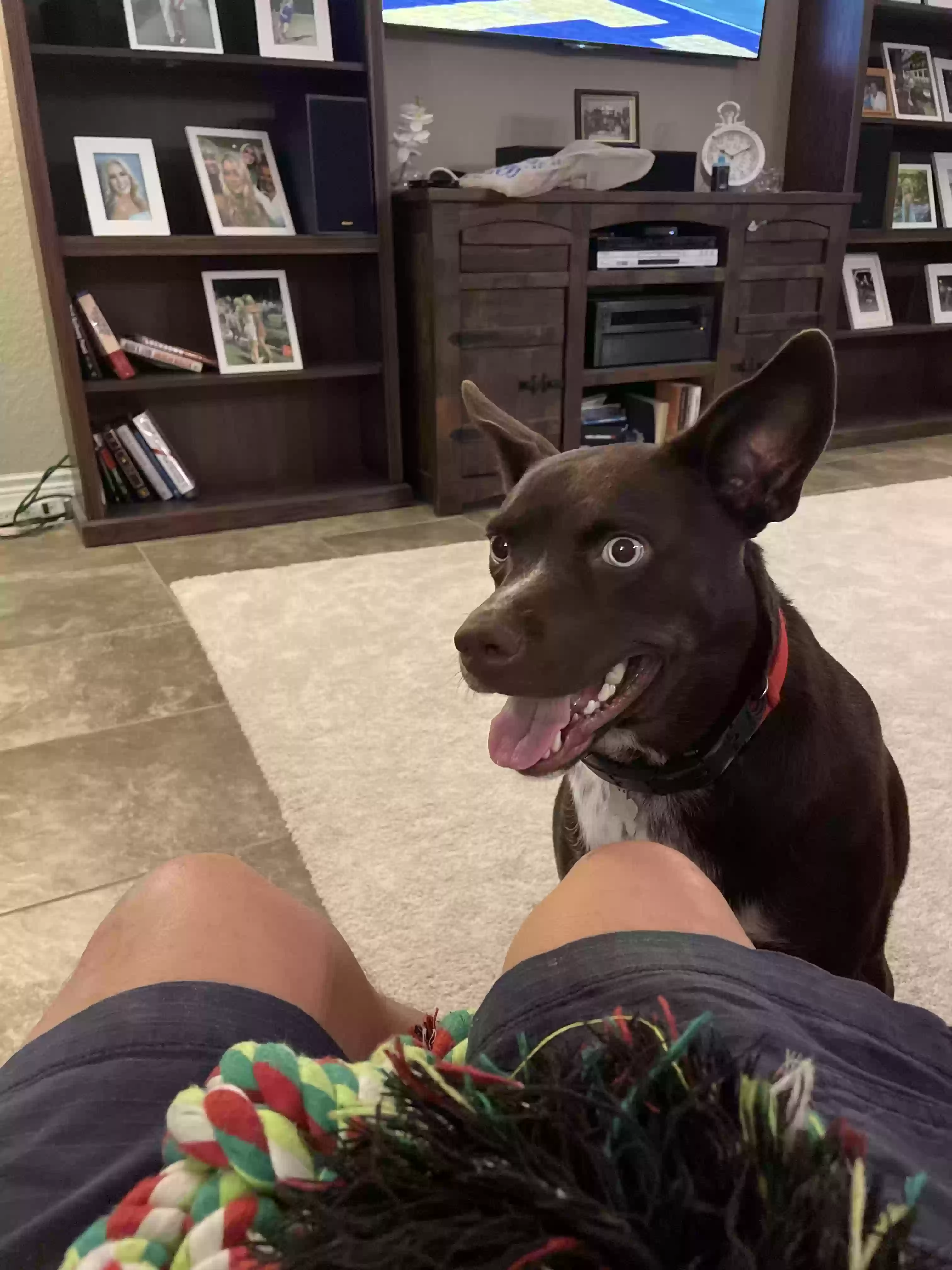 adoptable Dog in San Antonio,TX named Milo