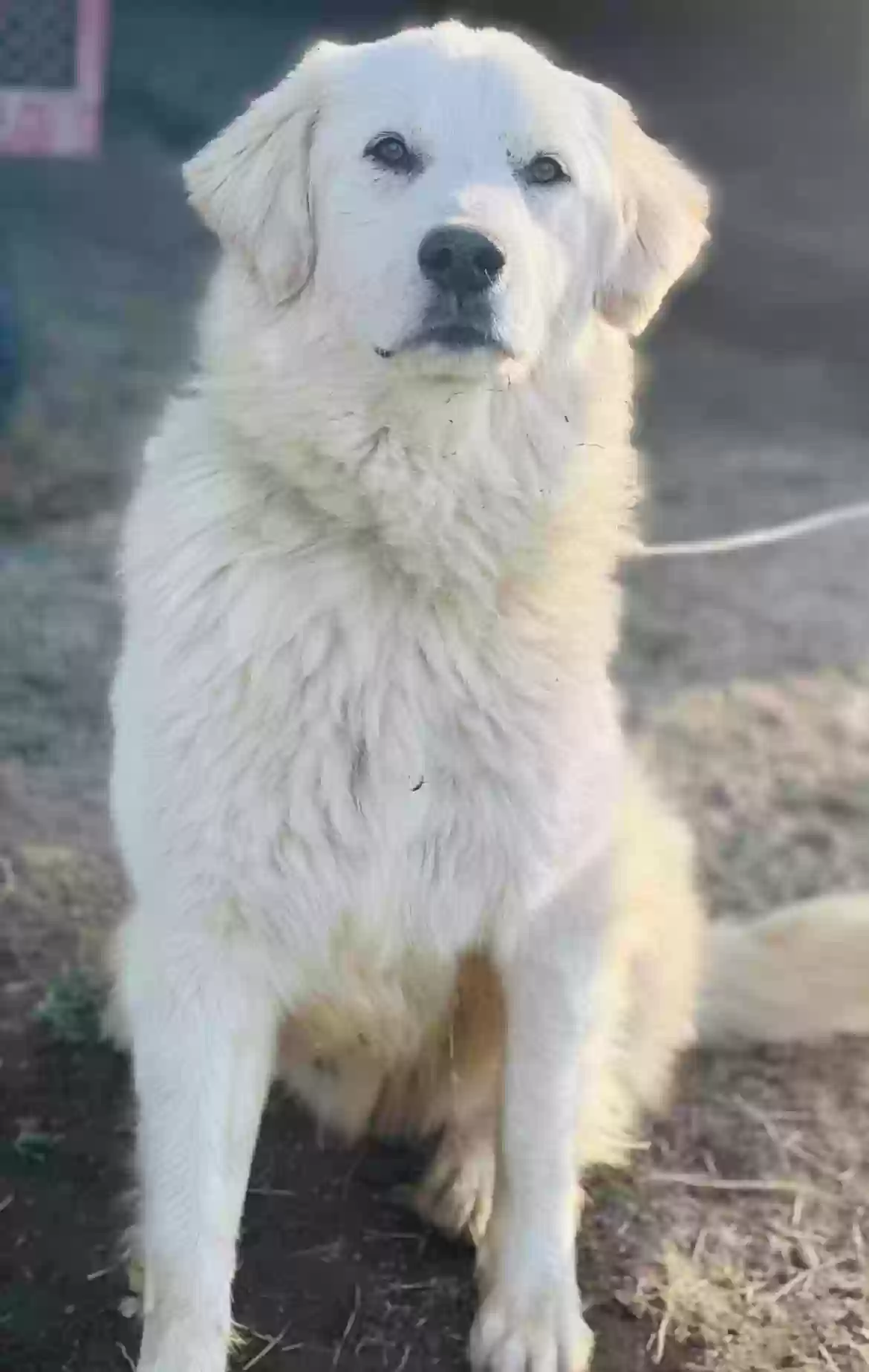 adoptable Dog in Arab,AL named Lakota