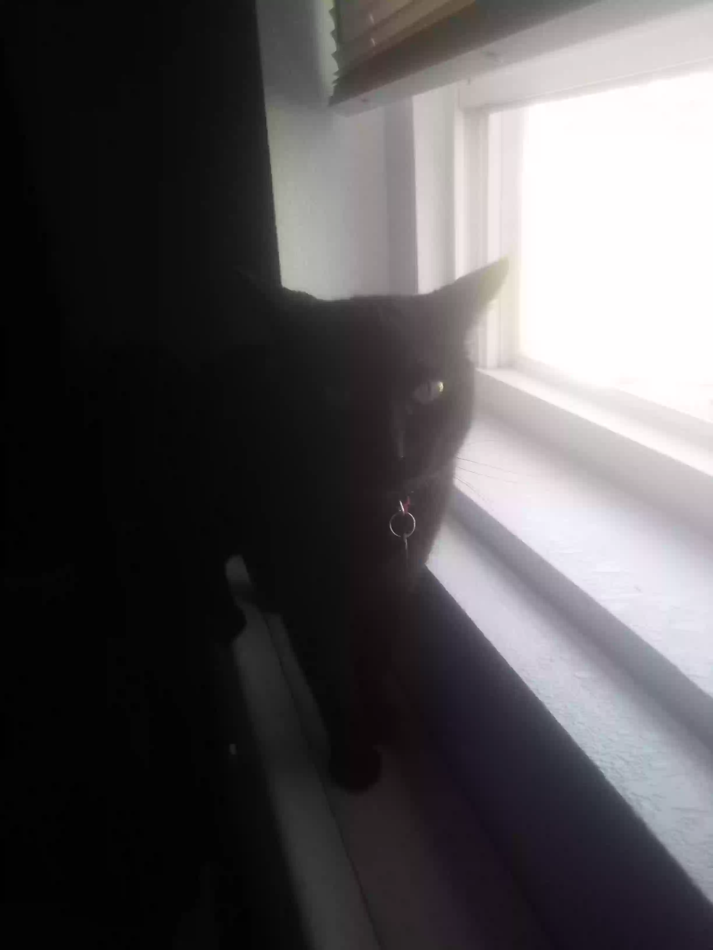 adoptable Cat in Binghamton,NY named Binx
