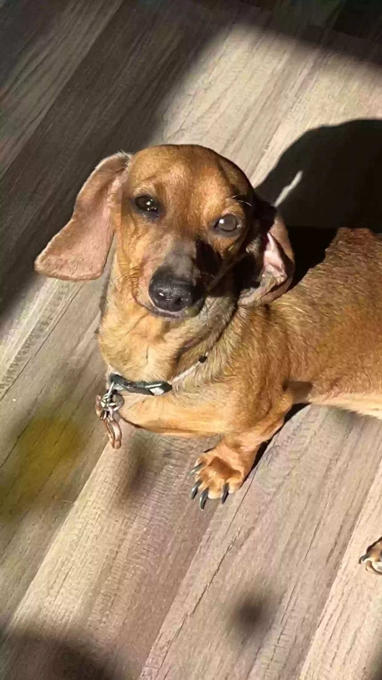 adoptable Dog in Clovis,NM named 