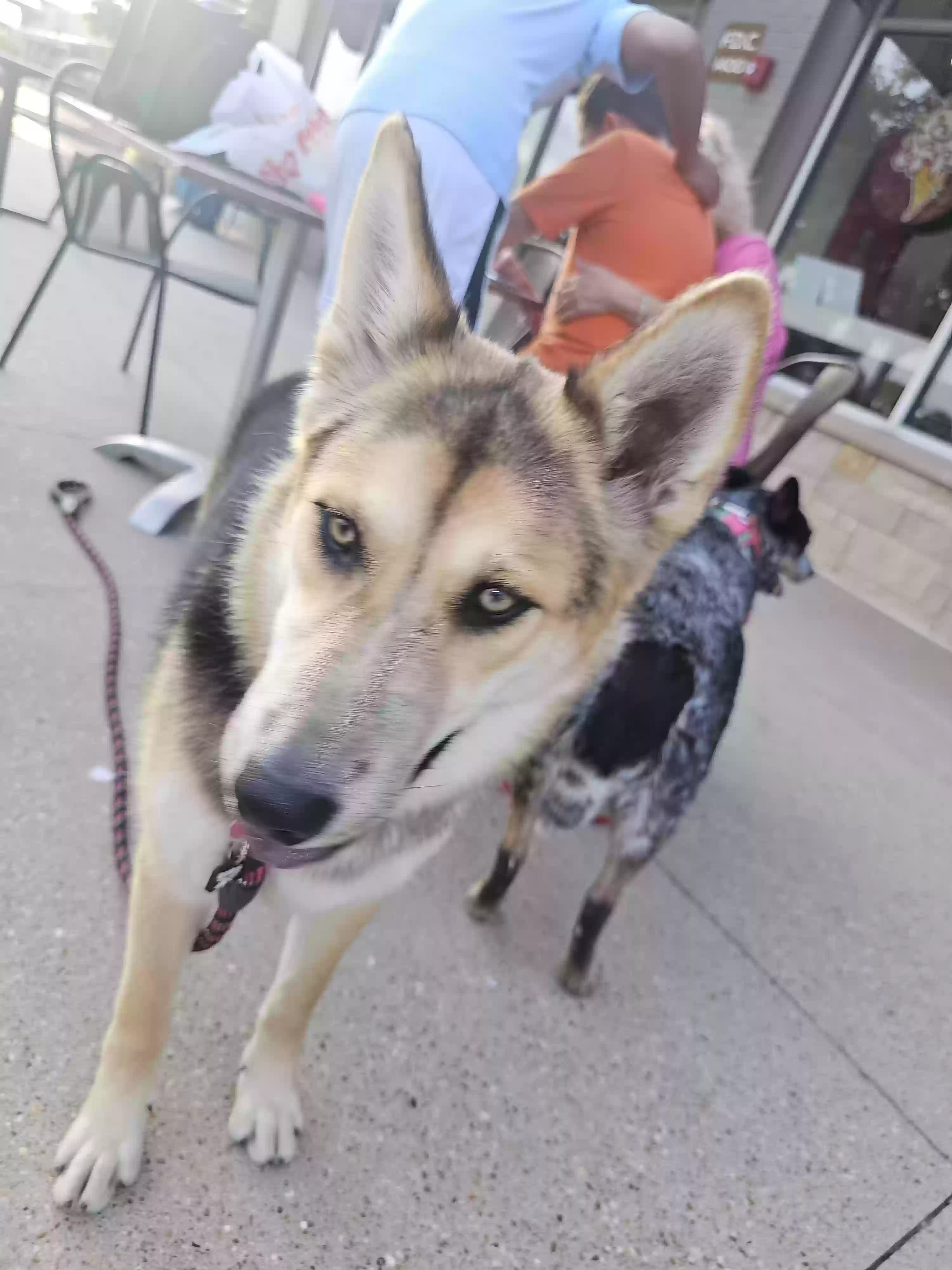 adoptable Dog in Melissa,TX named Meika