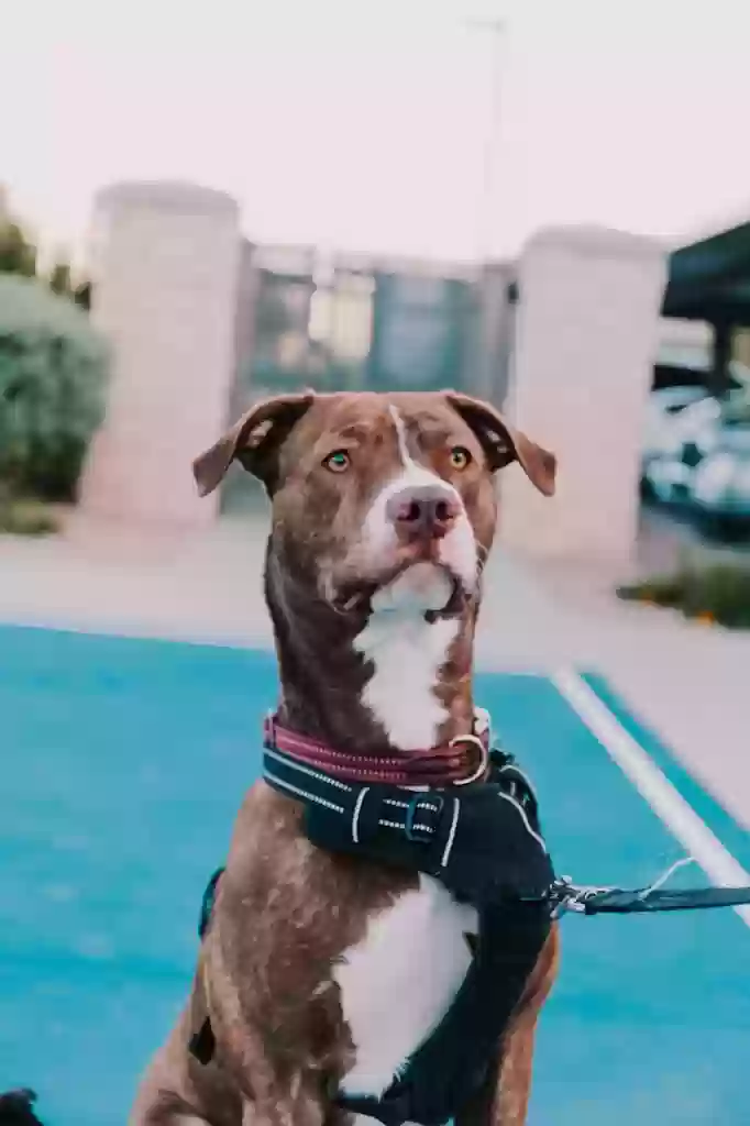 adoptable Dog in Mesa,AZ named shilo