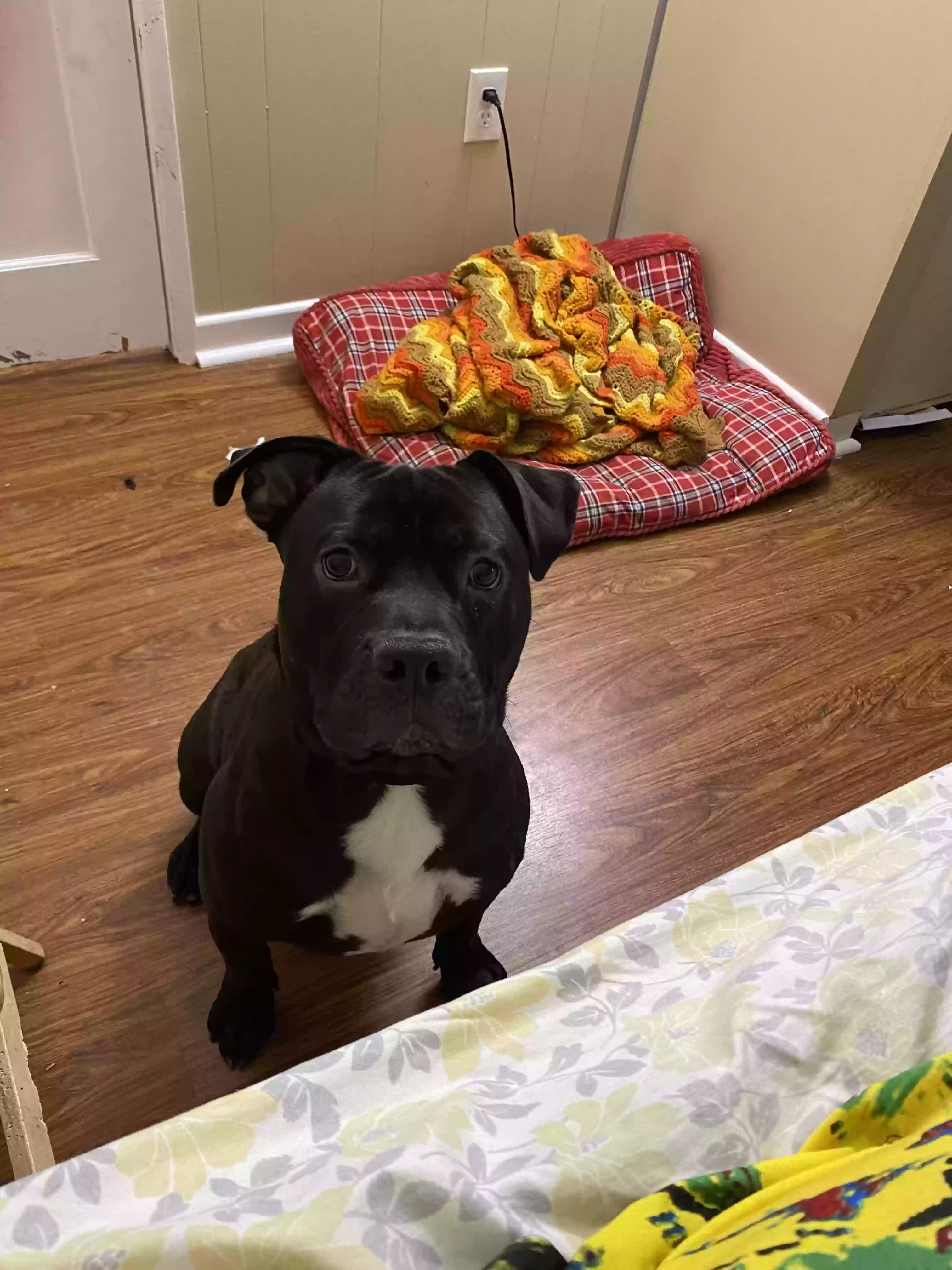 adoptable Dog in Crestline,CA named Bruno