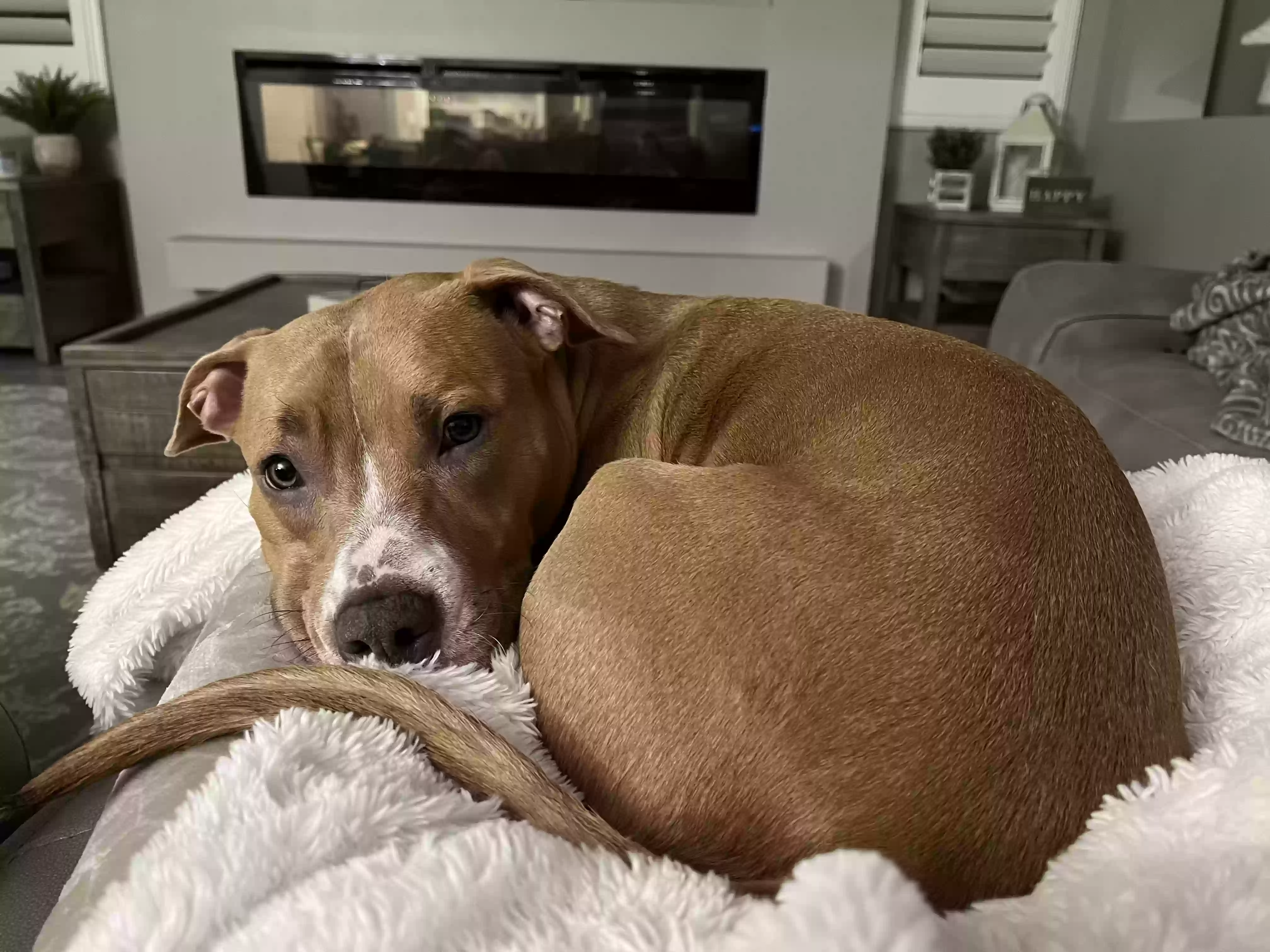 adoptable Dog in Chandler,AZ named Emmy